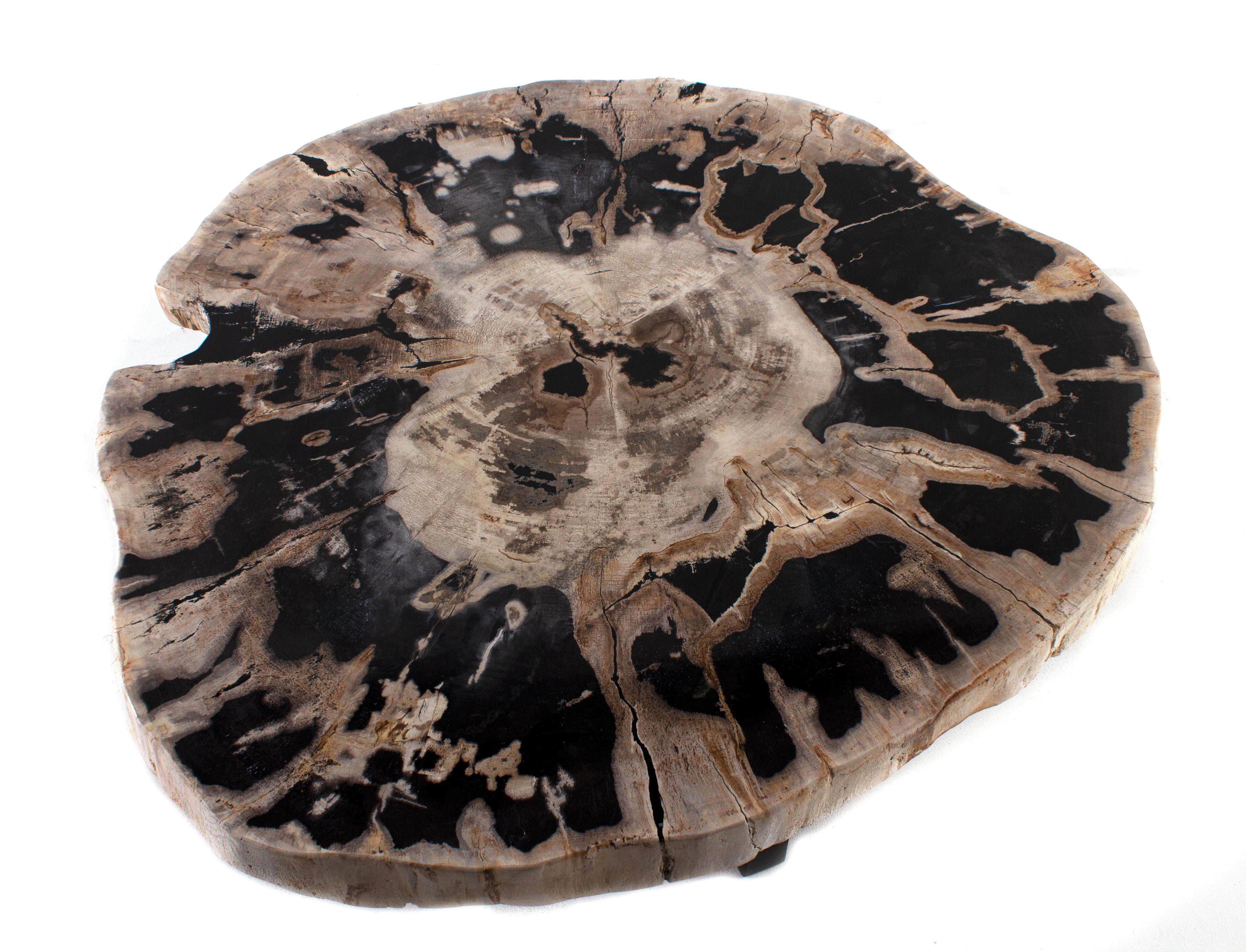 Rustic Petrified Wood Coffee Table on Black Steel Mount