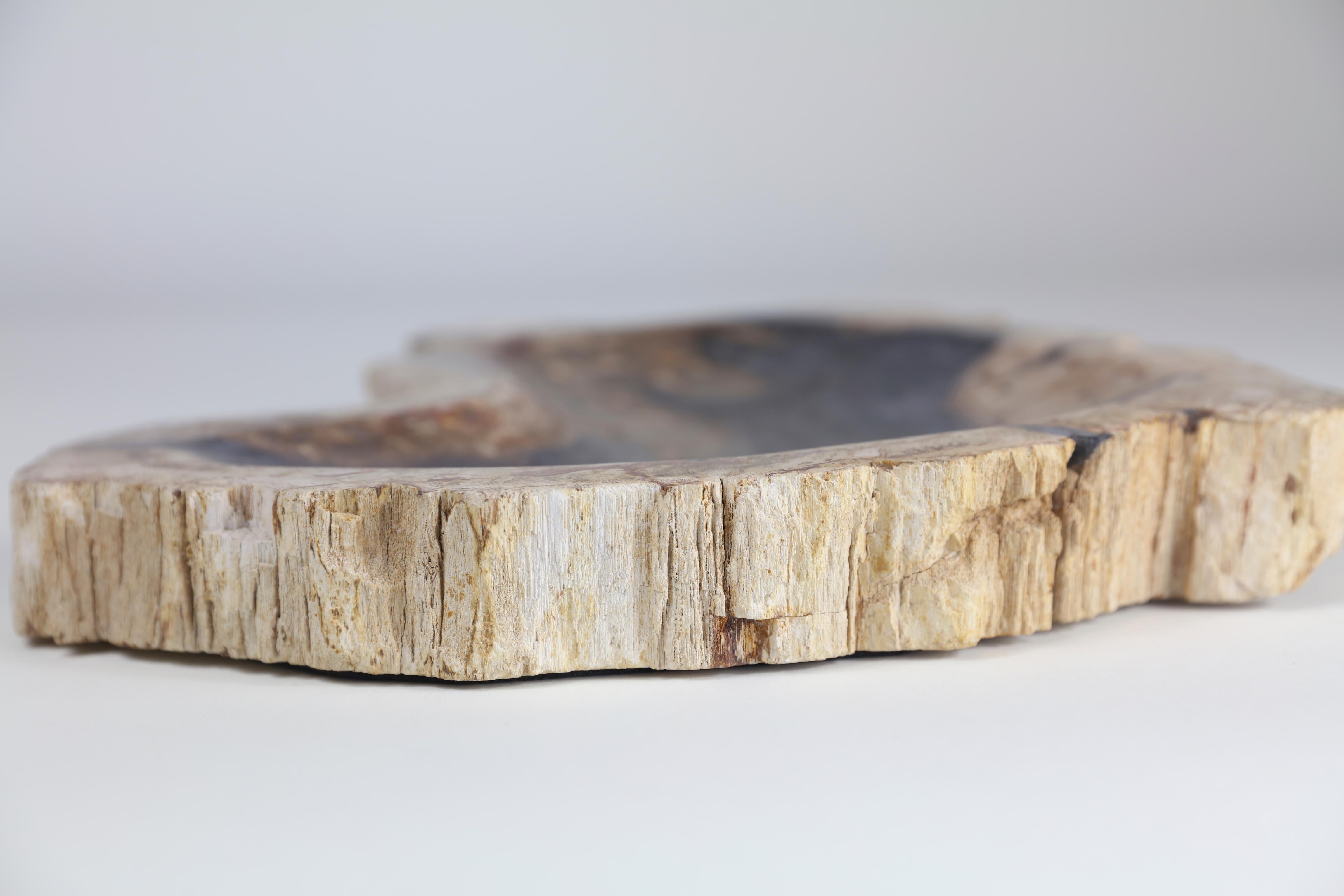 Petrified wood dish

Measures: 12