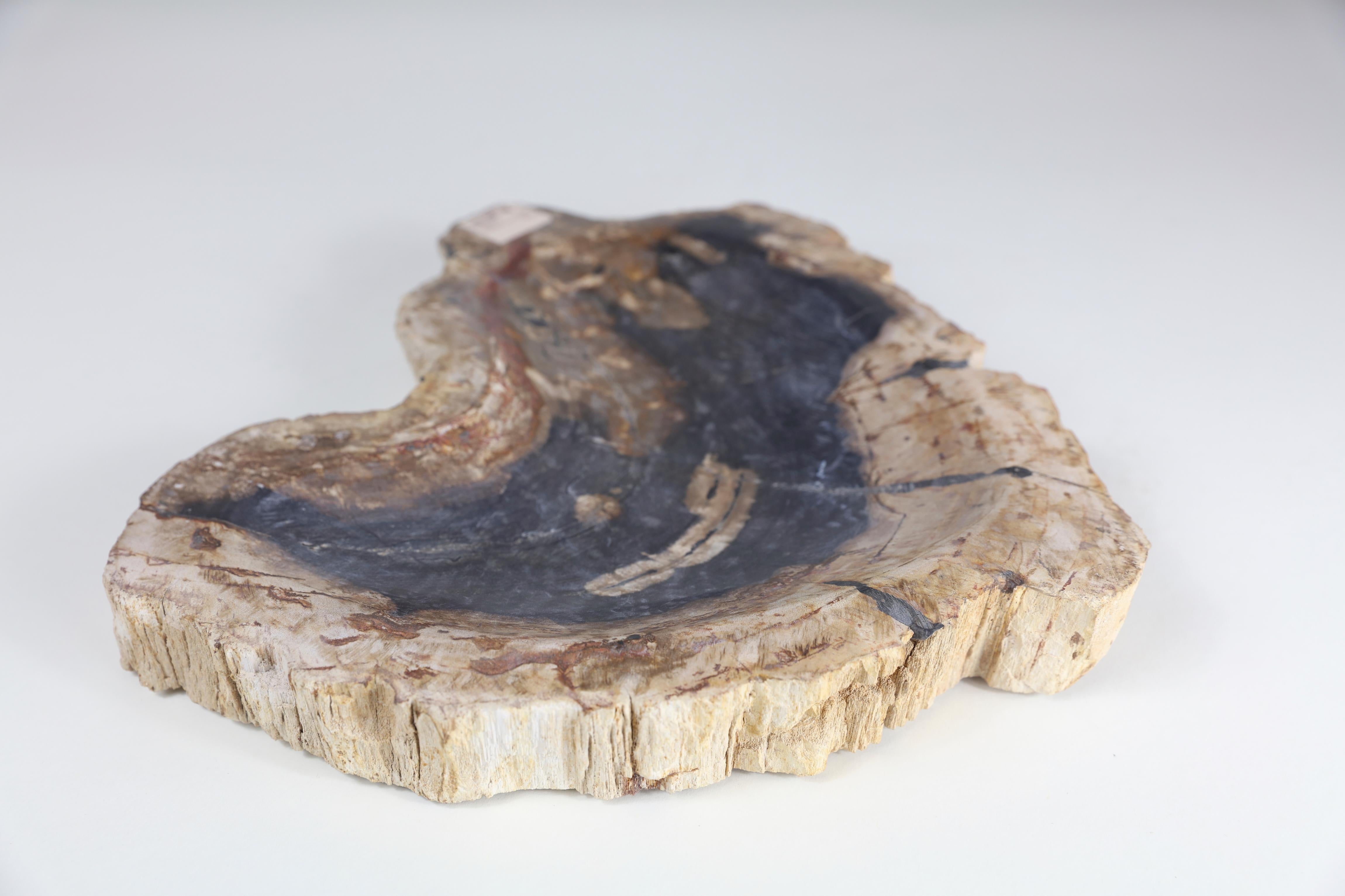 Contemporary Petrified Wood Dish