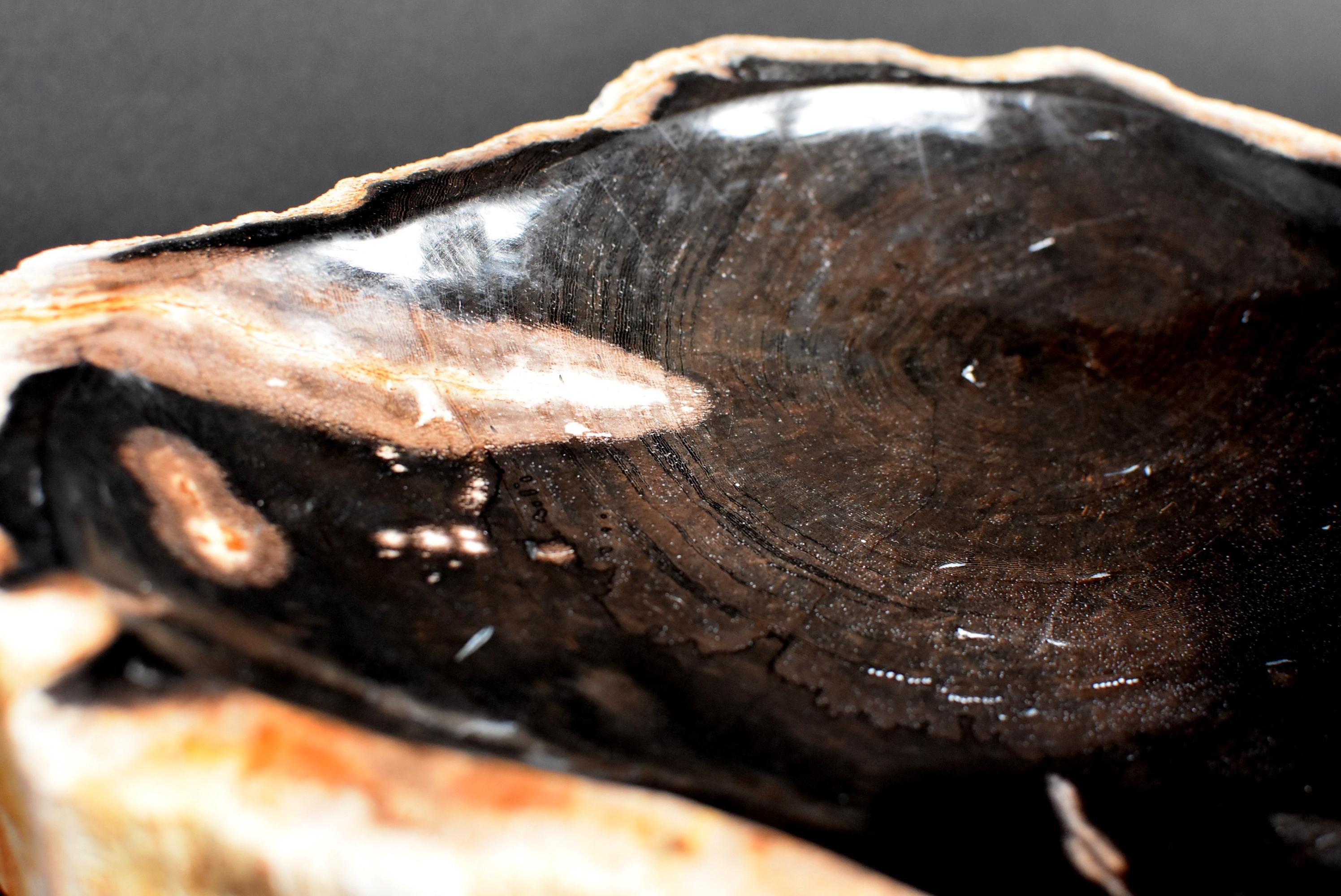 Petrified Wood Dish In Good Condition For Sale In Somis, CA