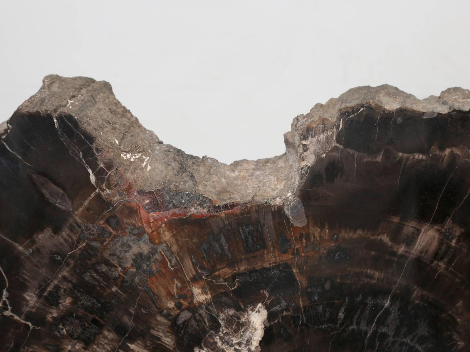 Petrified Wood In Excellent Condition In Chicago, IL