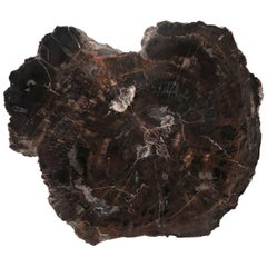 Petrified Wood