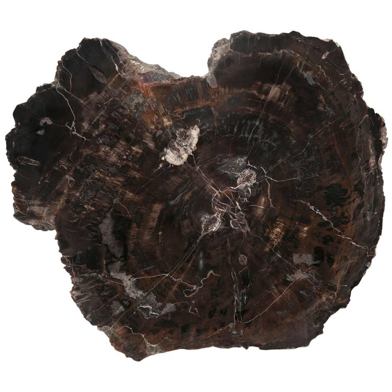 Petrified Wood at 1stDibs petrified wood for sale