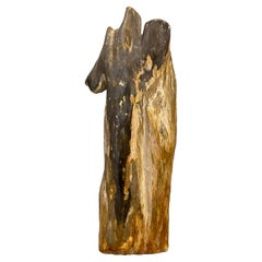 Petrified Wood