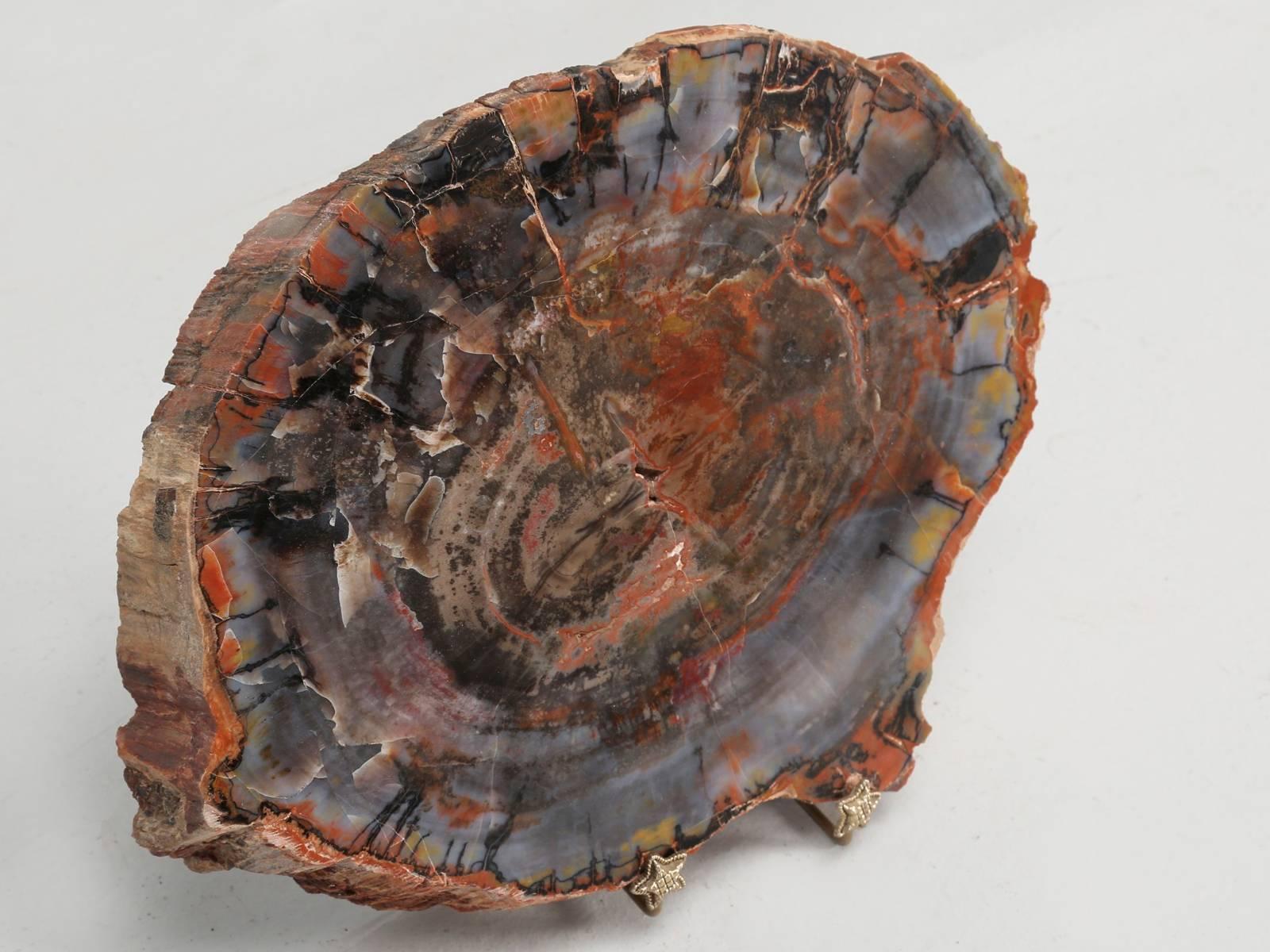 Petrified Wood from Petrified Forest in Arizona 4