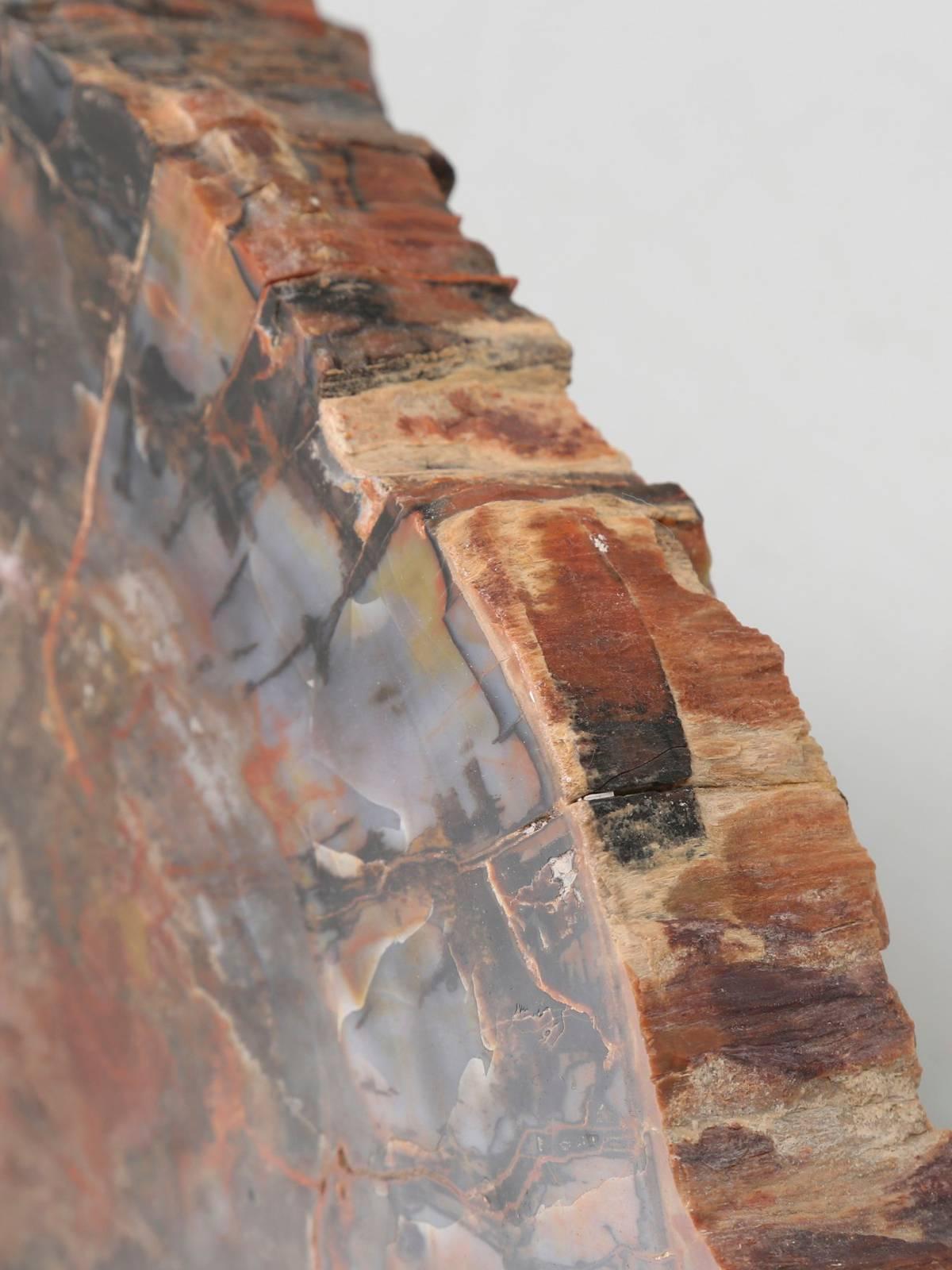 Petrified Wood from Petrified Forest in Arizona 1