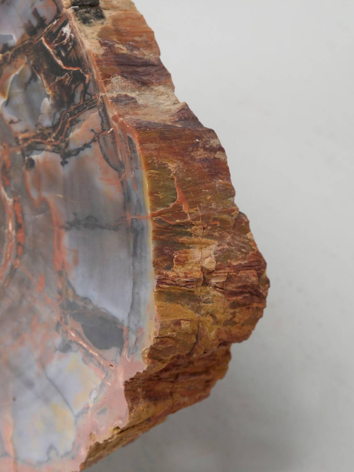 Petrified Wood from Petrified Forest in Arizona 2