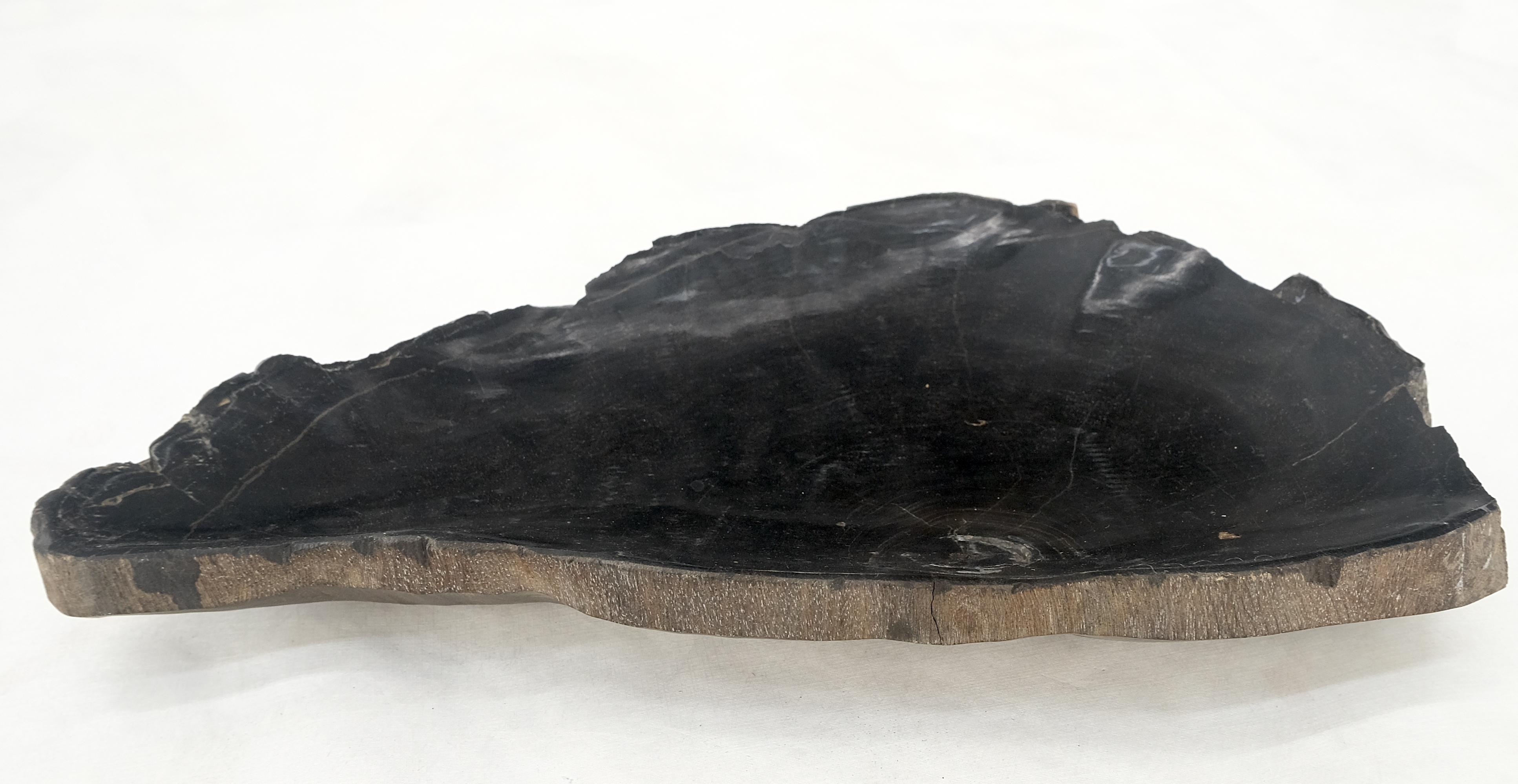 petrified wood black