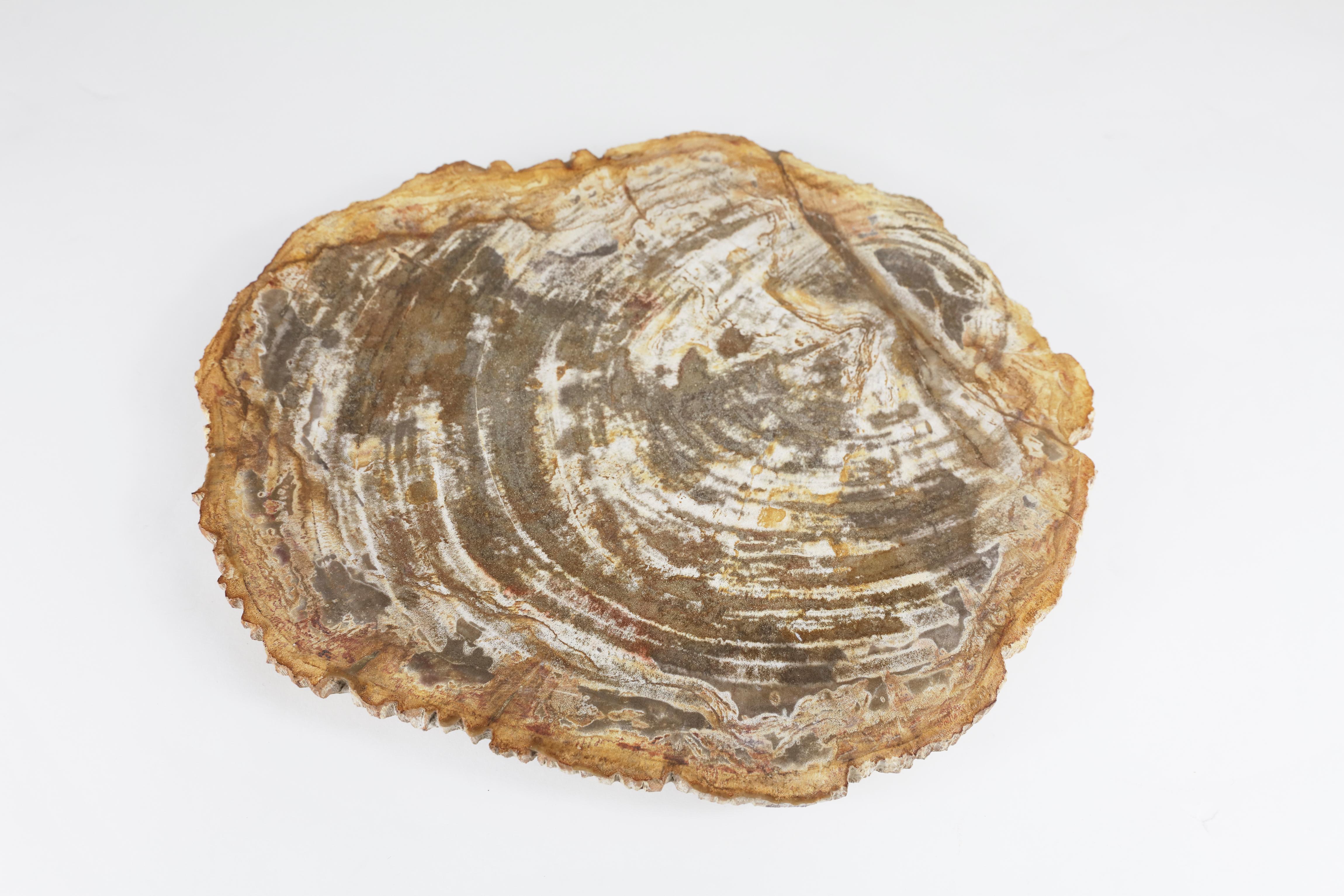 Unknown Petrified Wood Low
