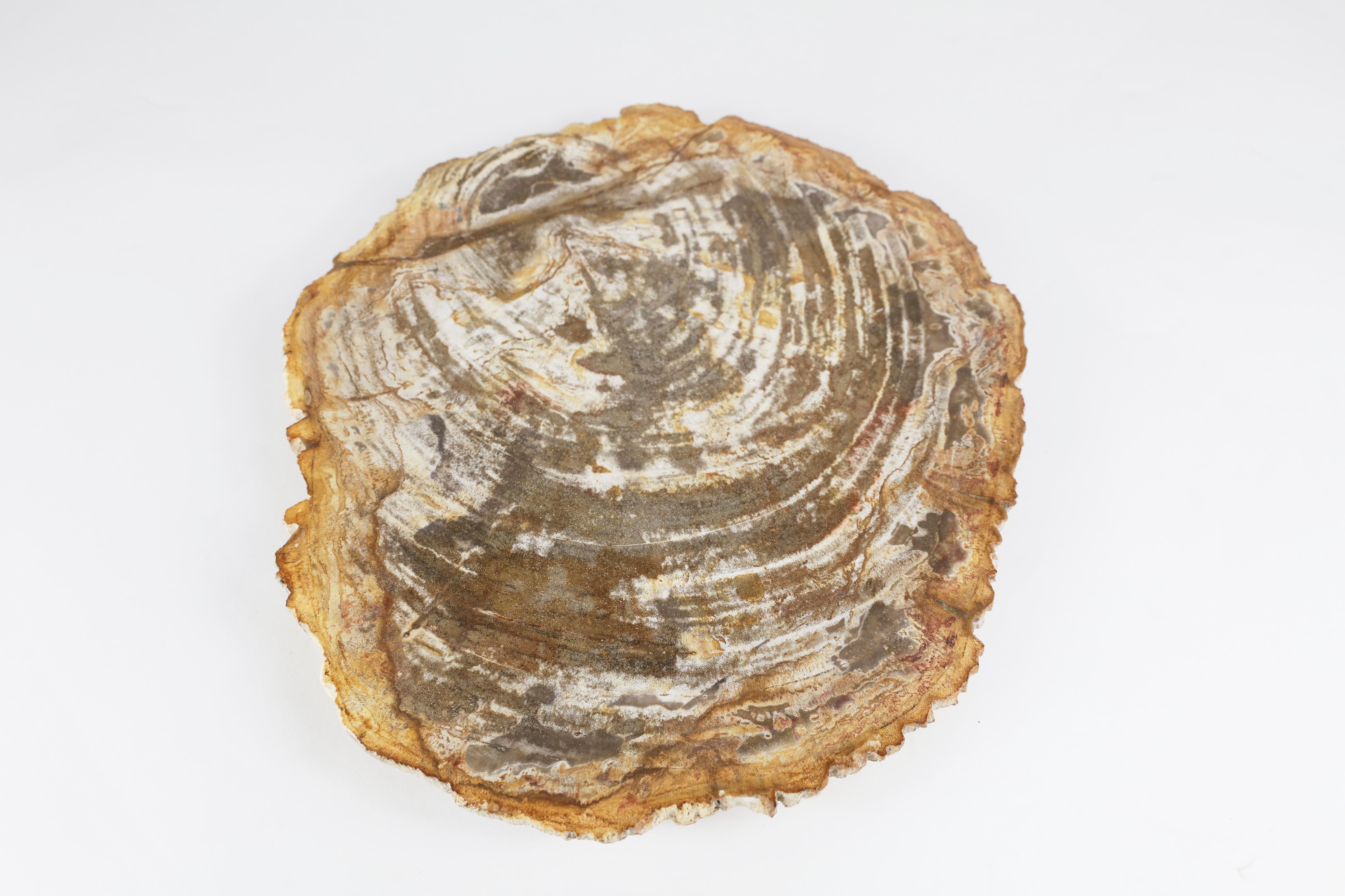 Contemporary Petrified Wood Low