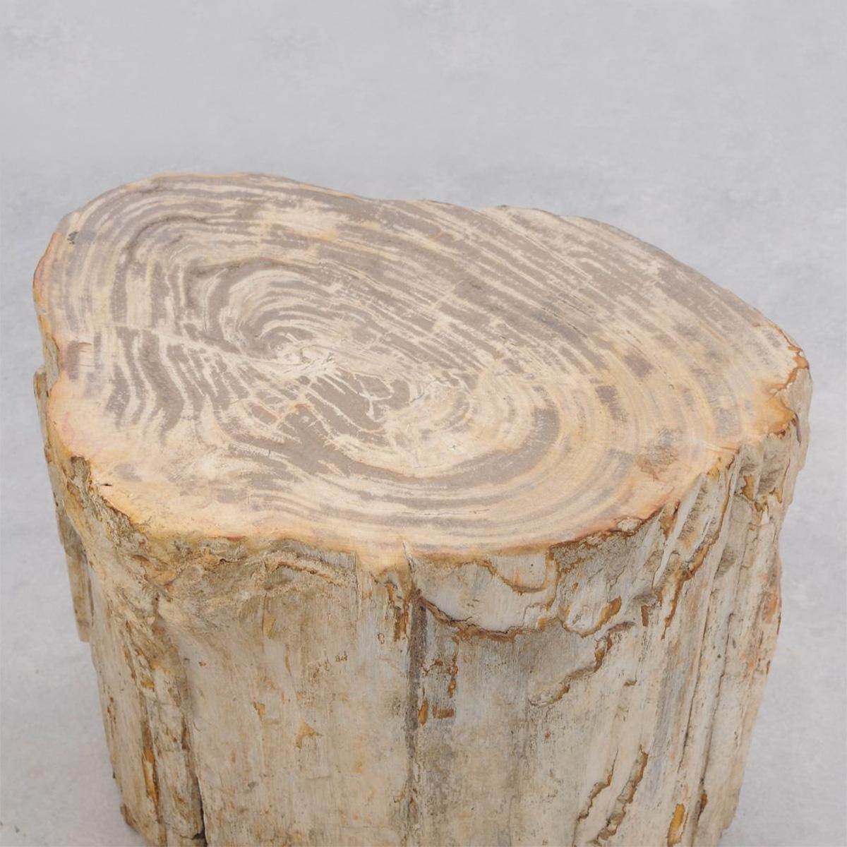 Contemporary Petrified Wood n°H Side Table