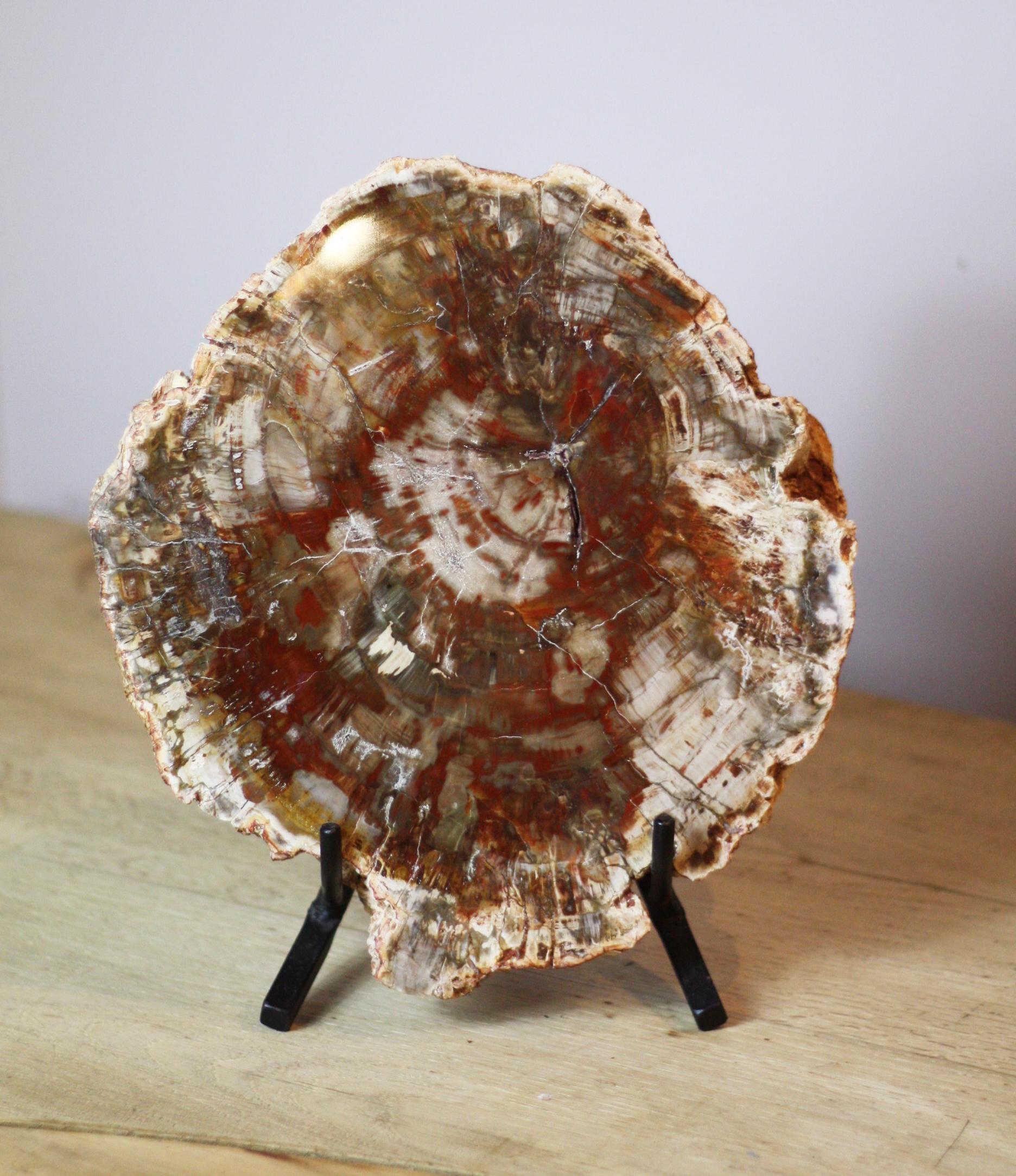 Impressive piece of petrified wood brightly colored, naturally formed patterns accentuated by the cut and highly polished surface on decorative iron stand.