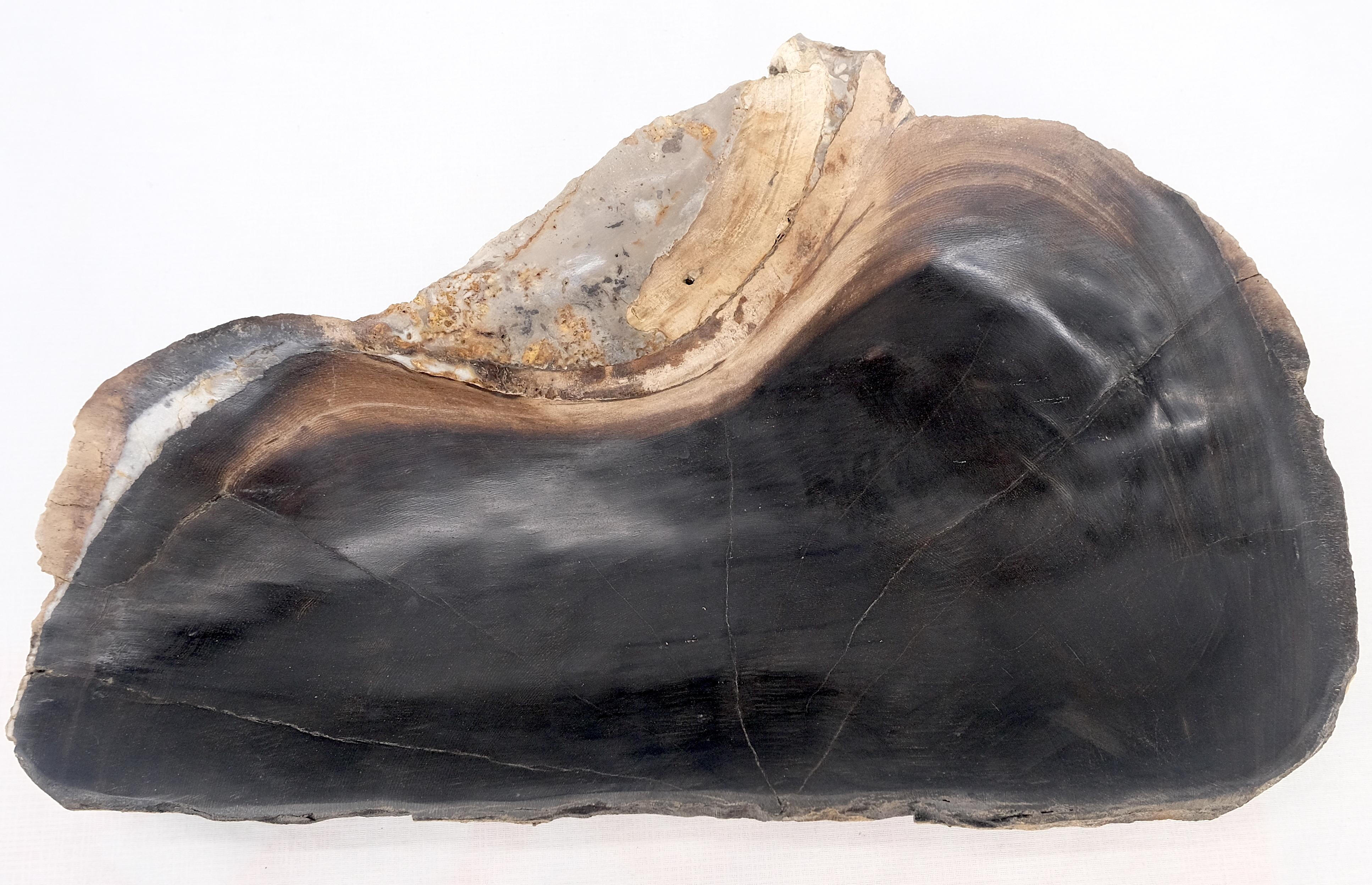 Petrified Wood Oyster Shape Solid Black Elongated Bowl Dish Large Plate Ashtray In Excellent Condition For Sale In Rockaway, NJ