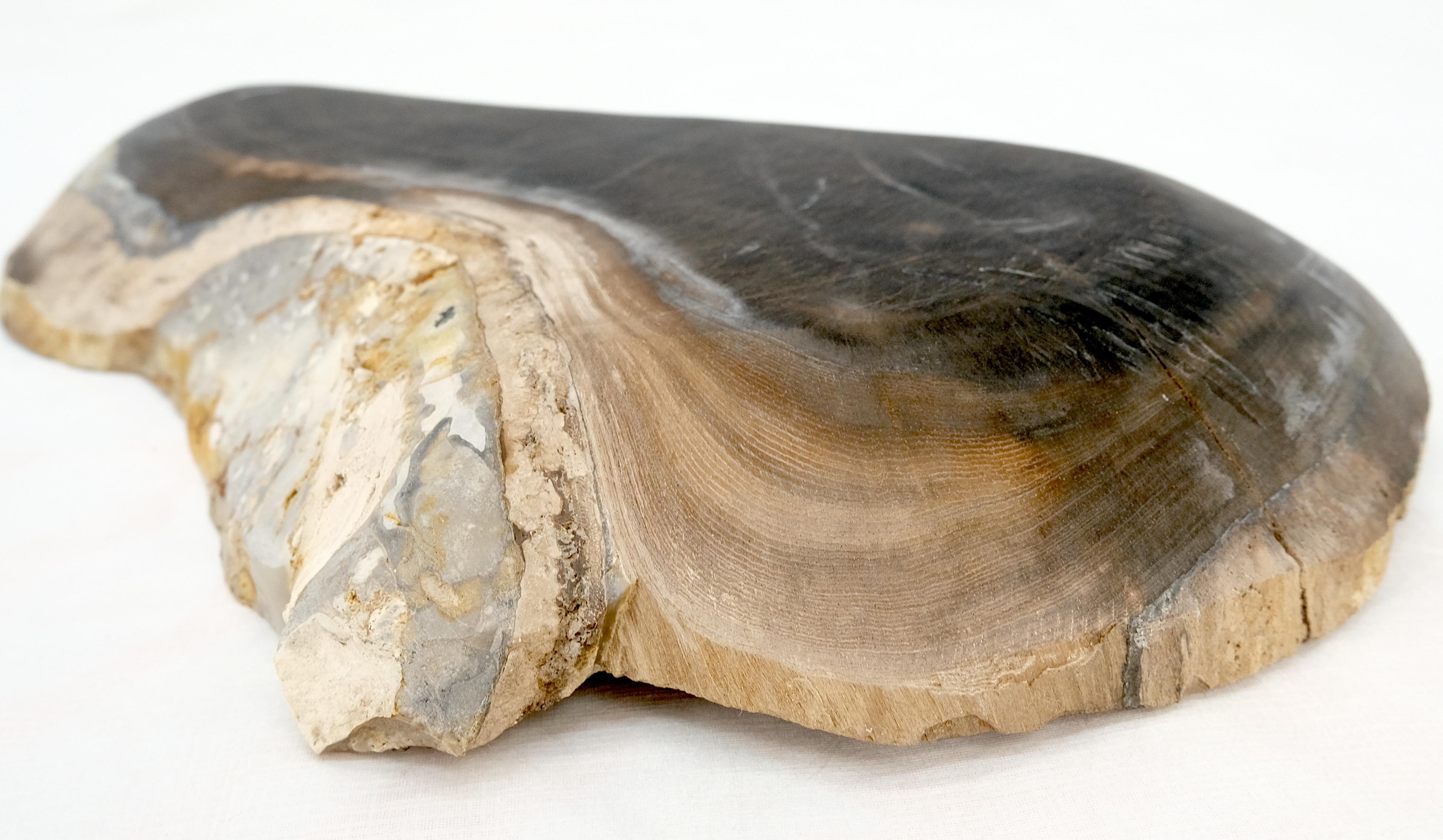 20th Century Petrified Wood Oyster Shape Solid Black Elongated Bowl Dish Large Plate Ashtray For Sale