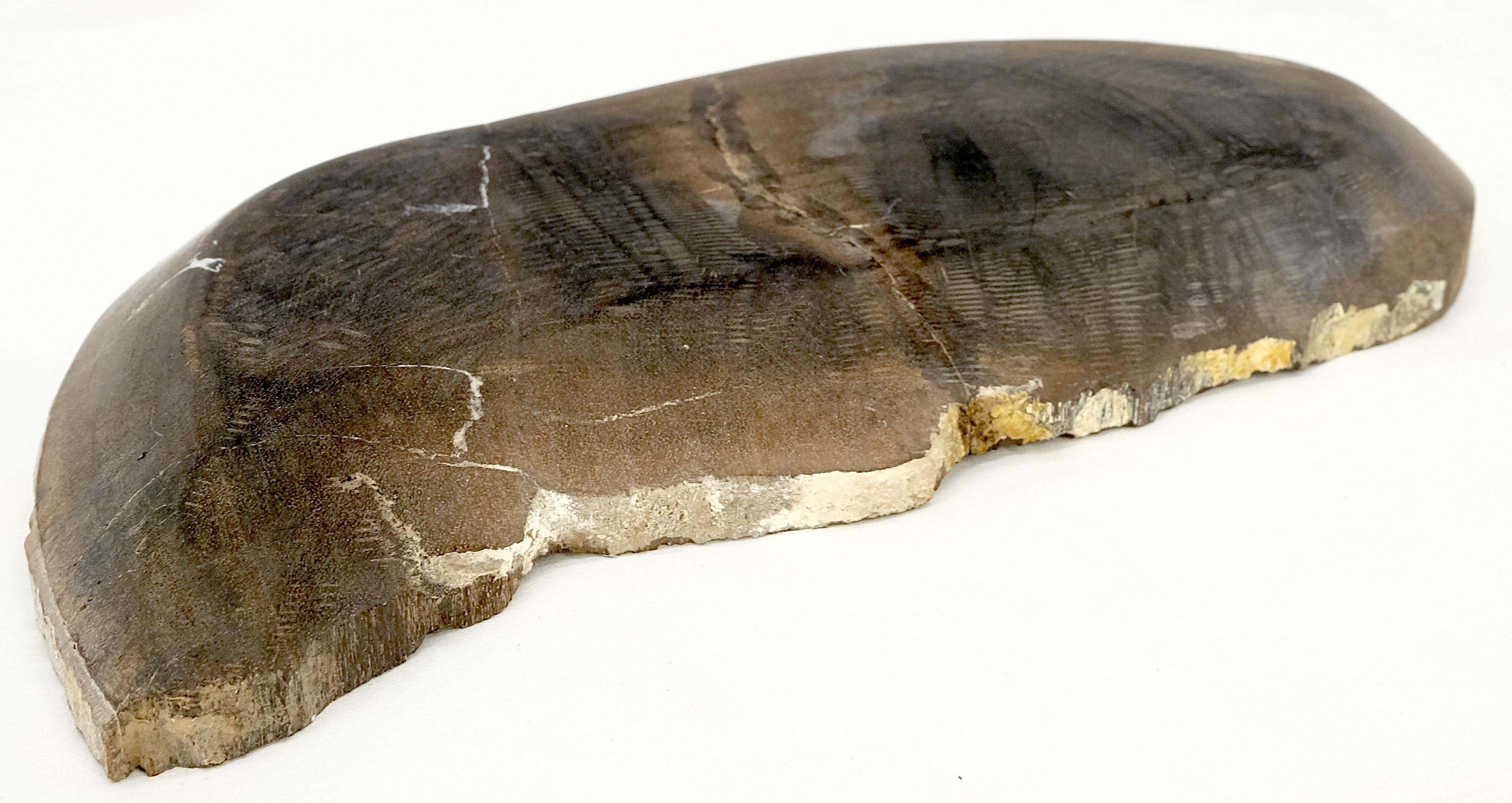 Versteinertes Holz Auster Form Massiv Schwarz Länglich Schüssel Schüssel Großer Teller Aschenbecher (Poliert) im Angebot