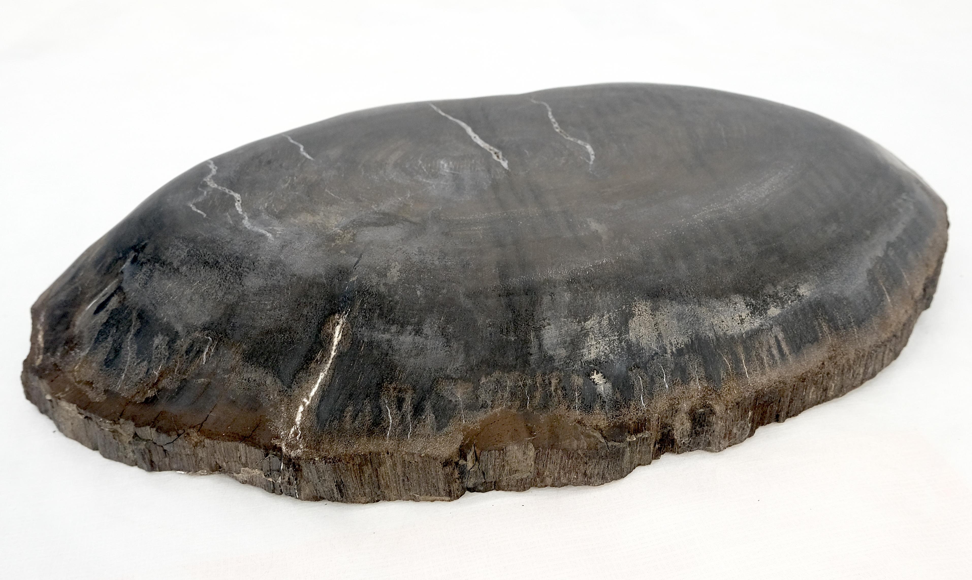 Polished Petrified Wood Oyster Shape Solid Black Oval Bowl Dish Large Plate Ashtray For Sale