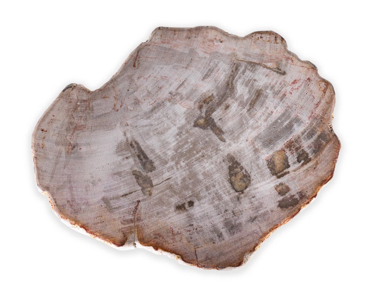 Contemporary Petrified Wood Pedestal Side Table
