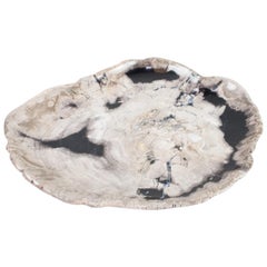 Petrified Wood Plate, Platter or Flat Tray, Home Accessory of Organic Origin