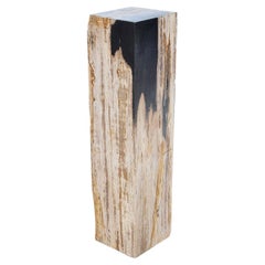 Petrified Wood Raw A Pedestal