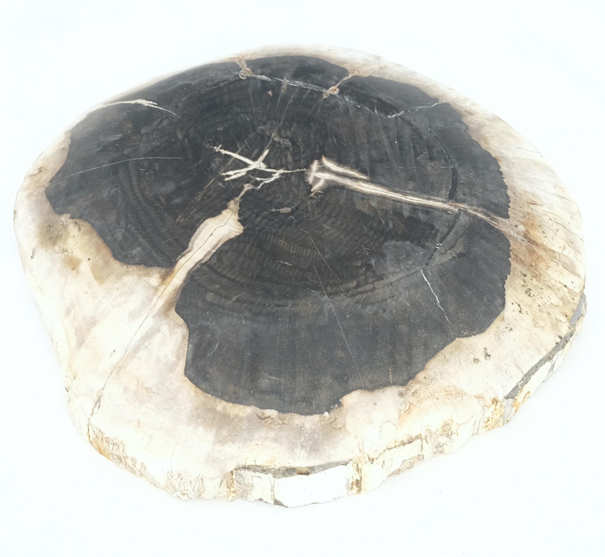 Contemporary Petrified Wood Round Black & Beige Bowl Dish Large Plate For Sale