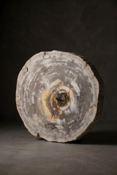 Petrified Wood Round Coffee Table Top, Organic Modern, 21st Century