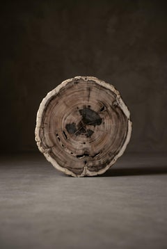 Petrified Wood Round Coffee Table Top, Organic Modern, 21st Century