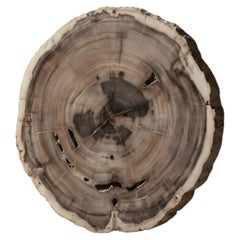Petrified Wood Round Coffee Table Top, Organic Modern, 21st Century