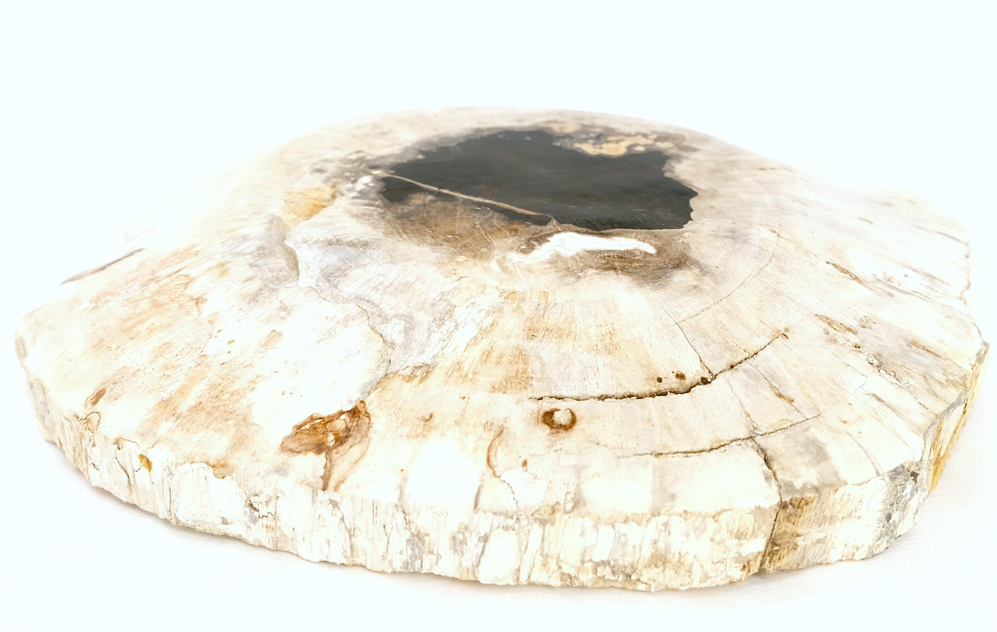 Petrified Wood Round Shape  Black & Tan Bowl Dish Large Plate Ashtray In Excellent Condition For Sale In Rockaway, NJ