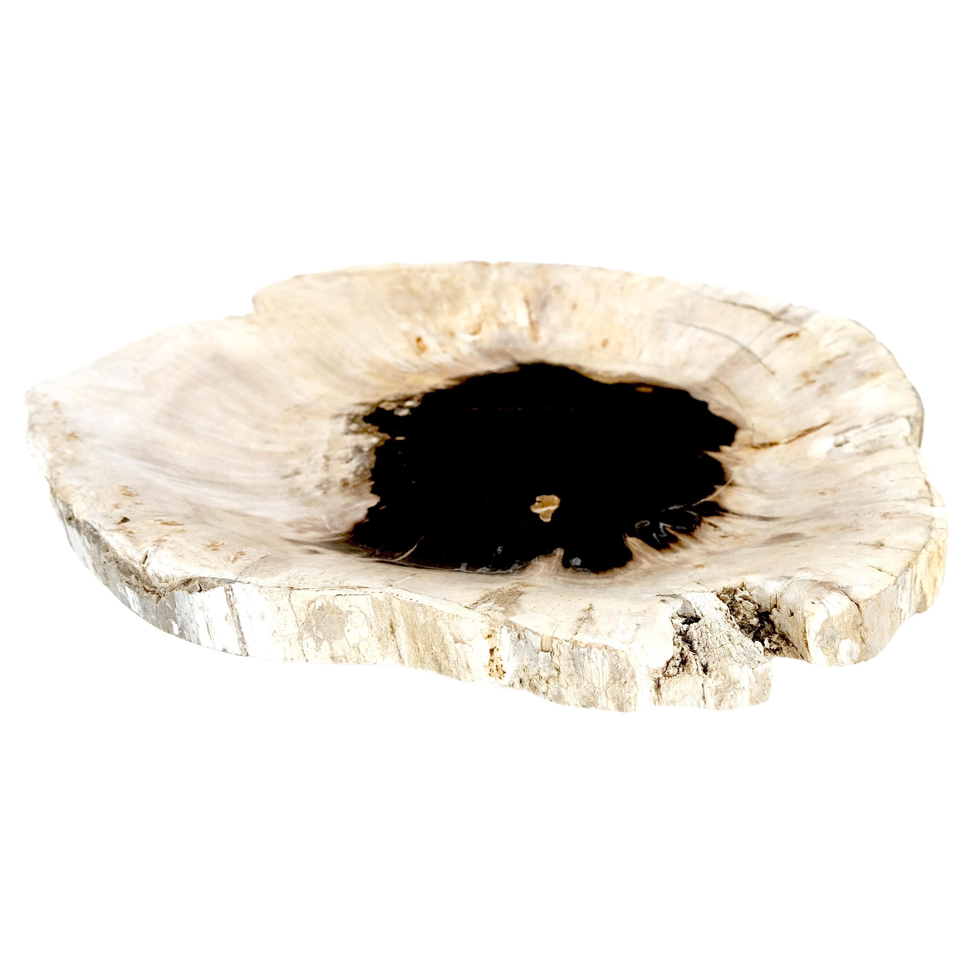 Petrified Wood Round Shape  Black & Tan Bowl Dish Large Plate Ashtray For Sale