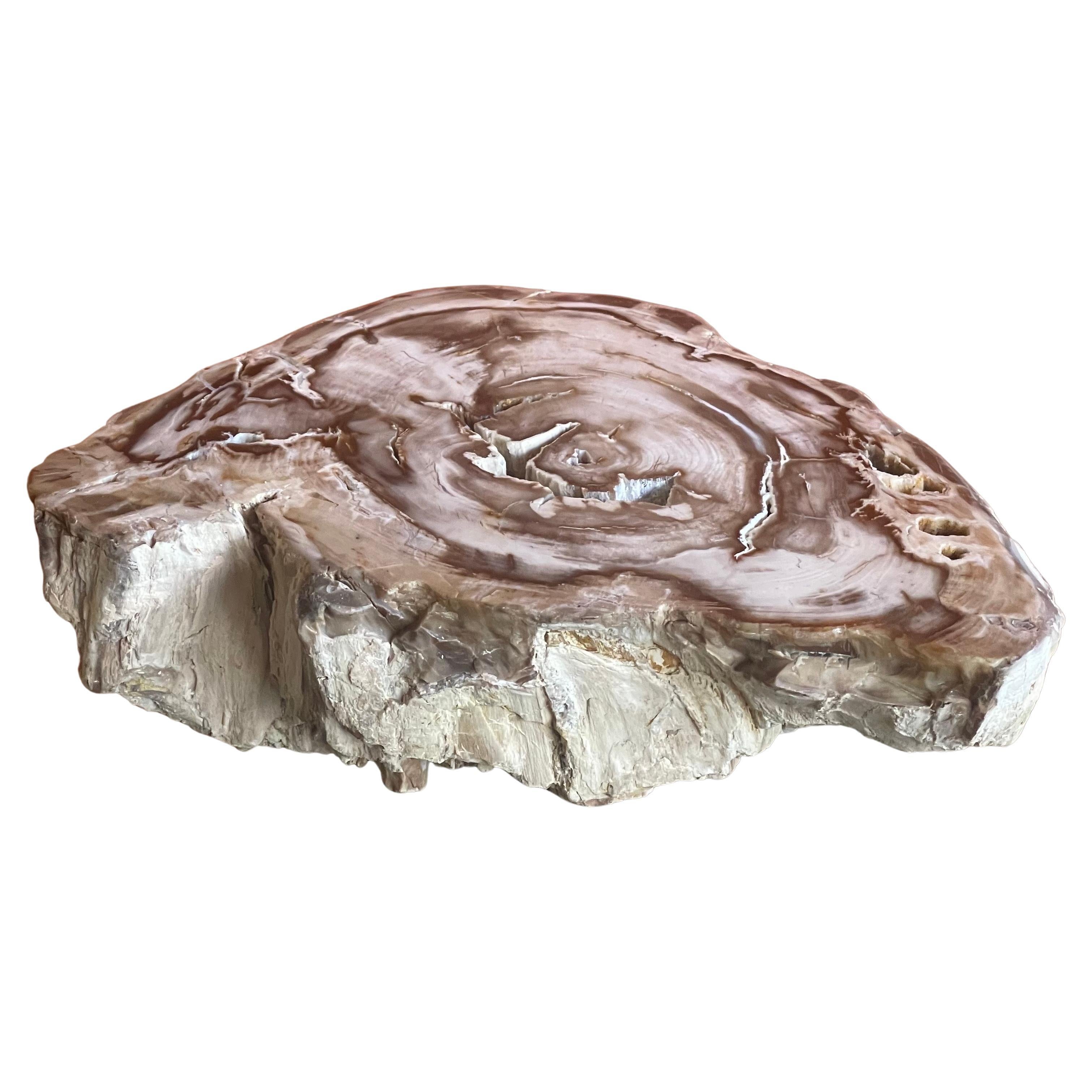 A really nice petrified wood sculpture, circa pre-history. Brightly colored tan, brown and cream tones with naturally formed patterns caused by fossilization over millions of years. Finished with a highly polished surface, the exterior edges