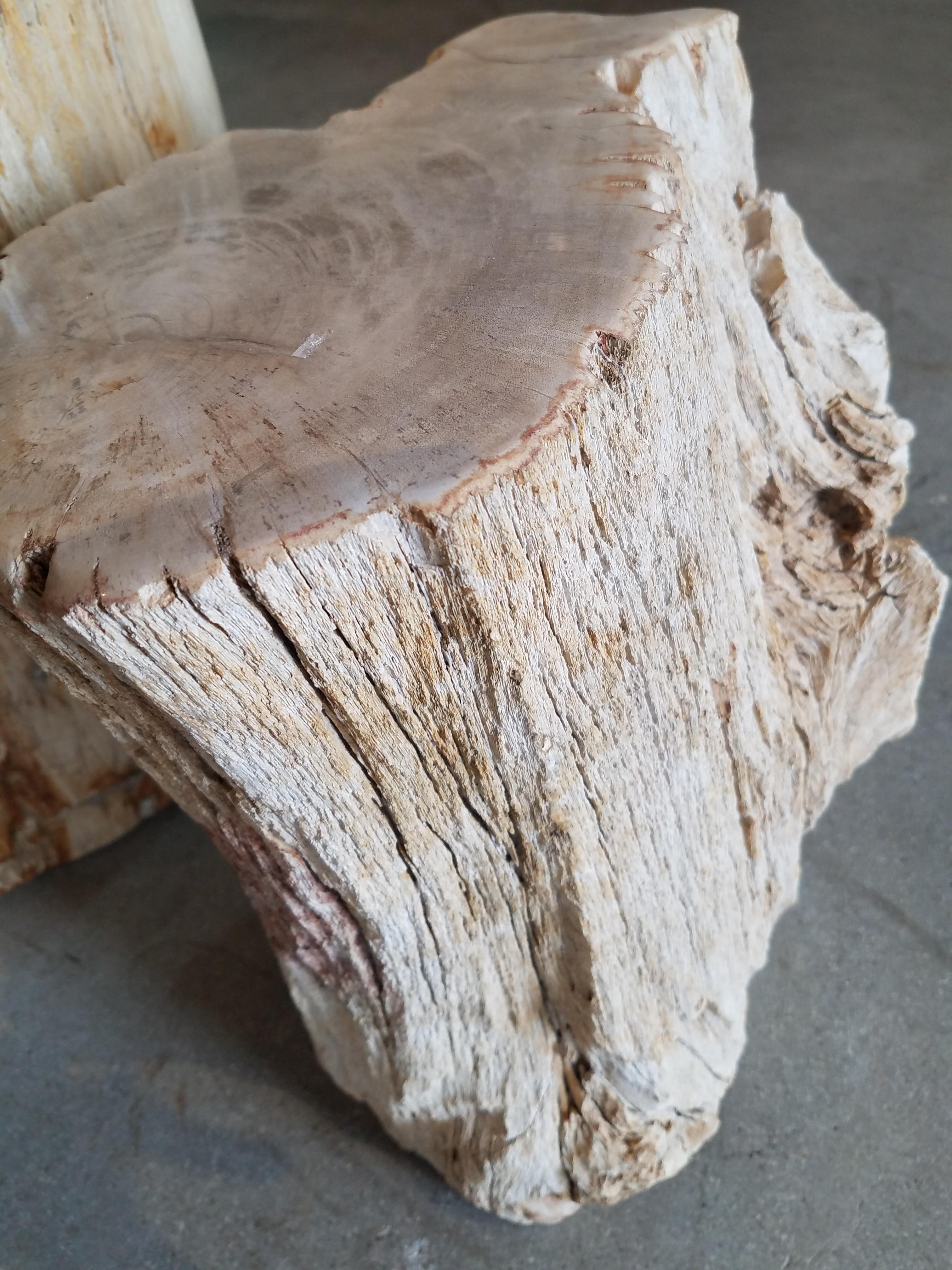 Prehistoric Petrified Wood Side Table