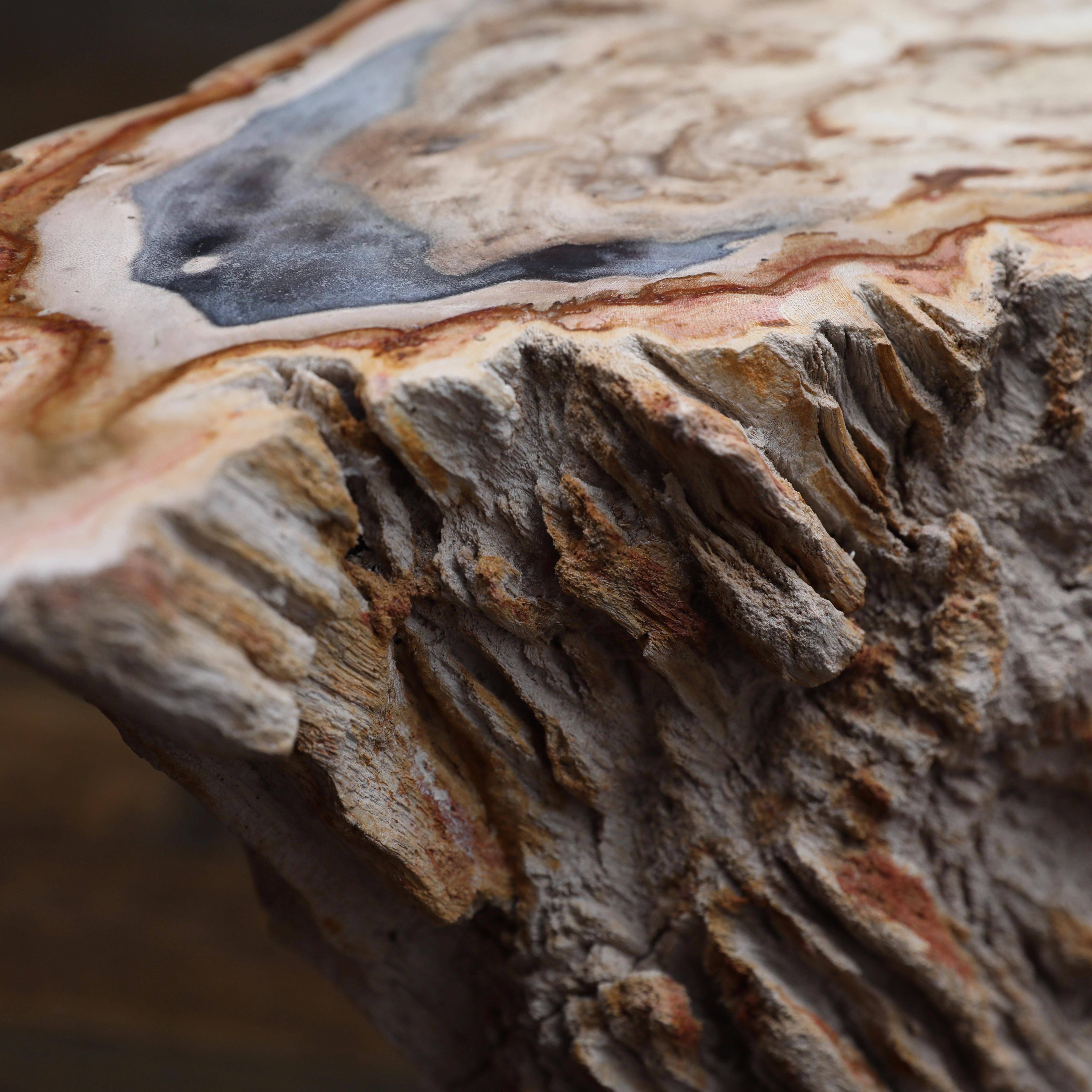 Polished Petrified Wood Side Table