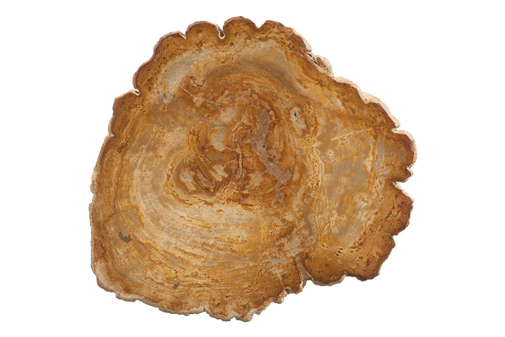 Petrified Wood Side Table 3