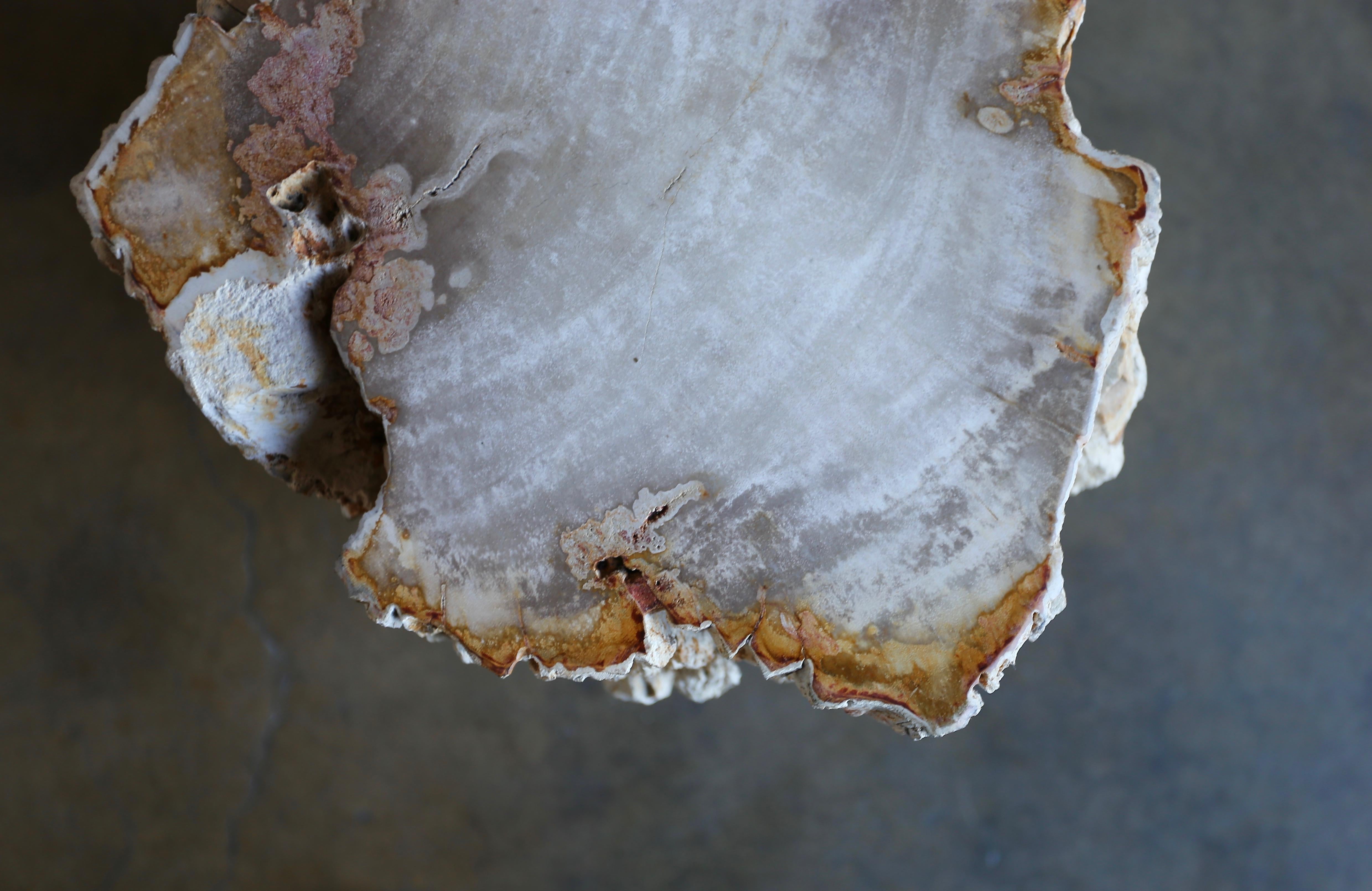 Petrified Wood Side Table 3