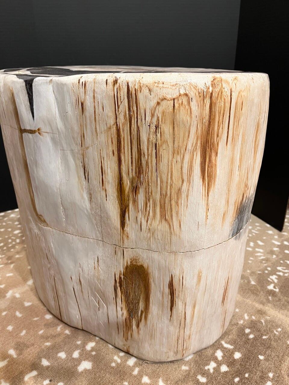 Polished Petrified Wood Side Table or Stool For Sale