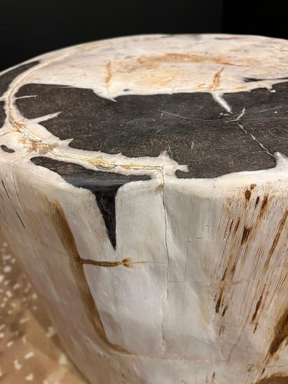 Petrified Wood Side Table or Stool For Sale 1