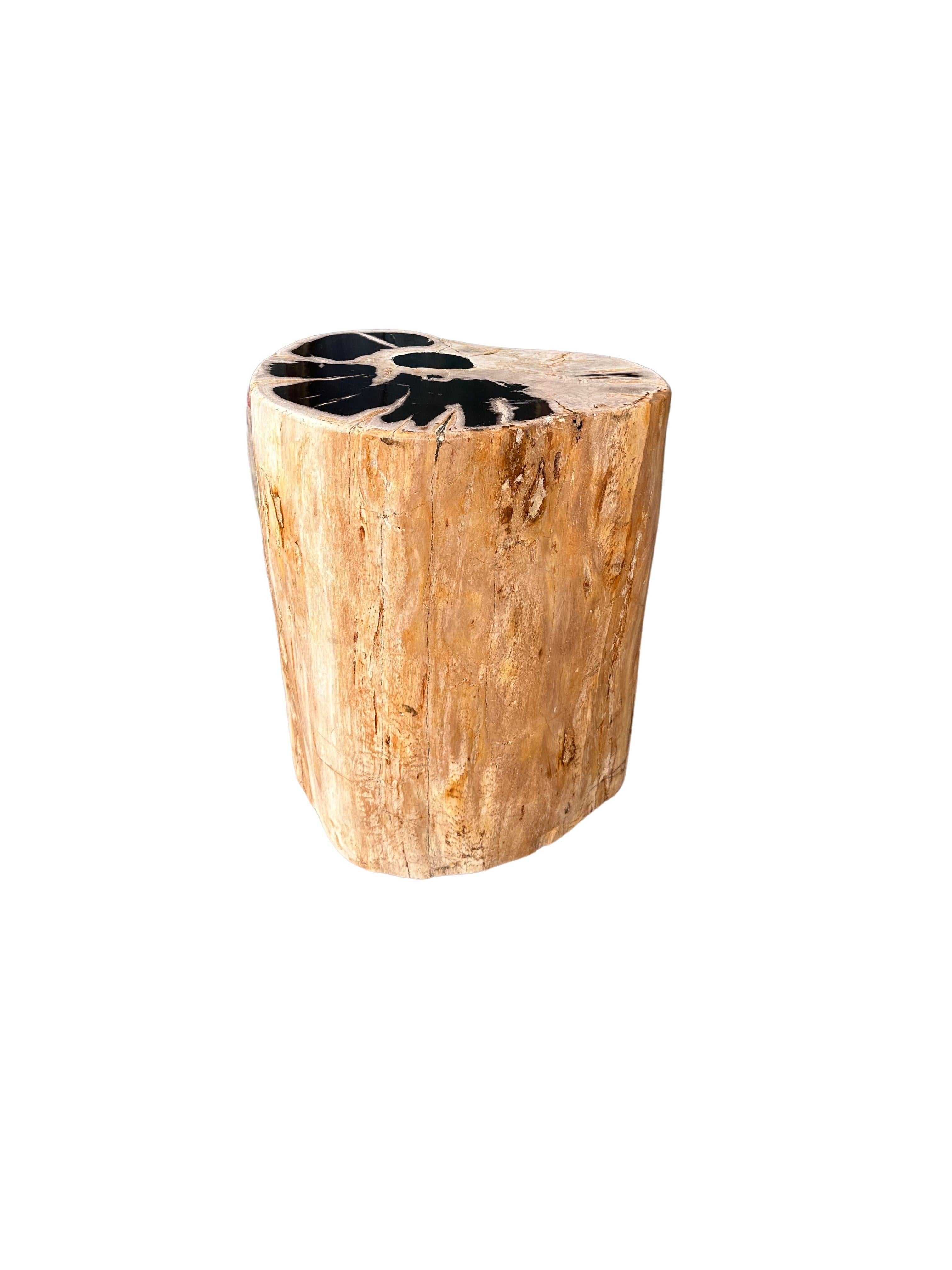 petrified wood examples