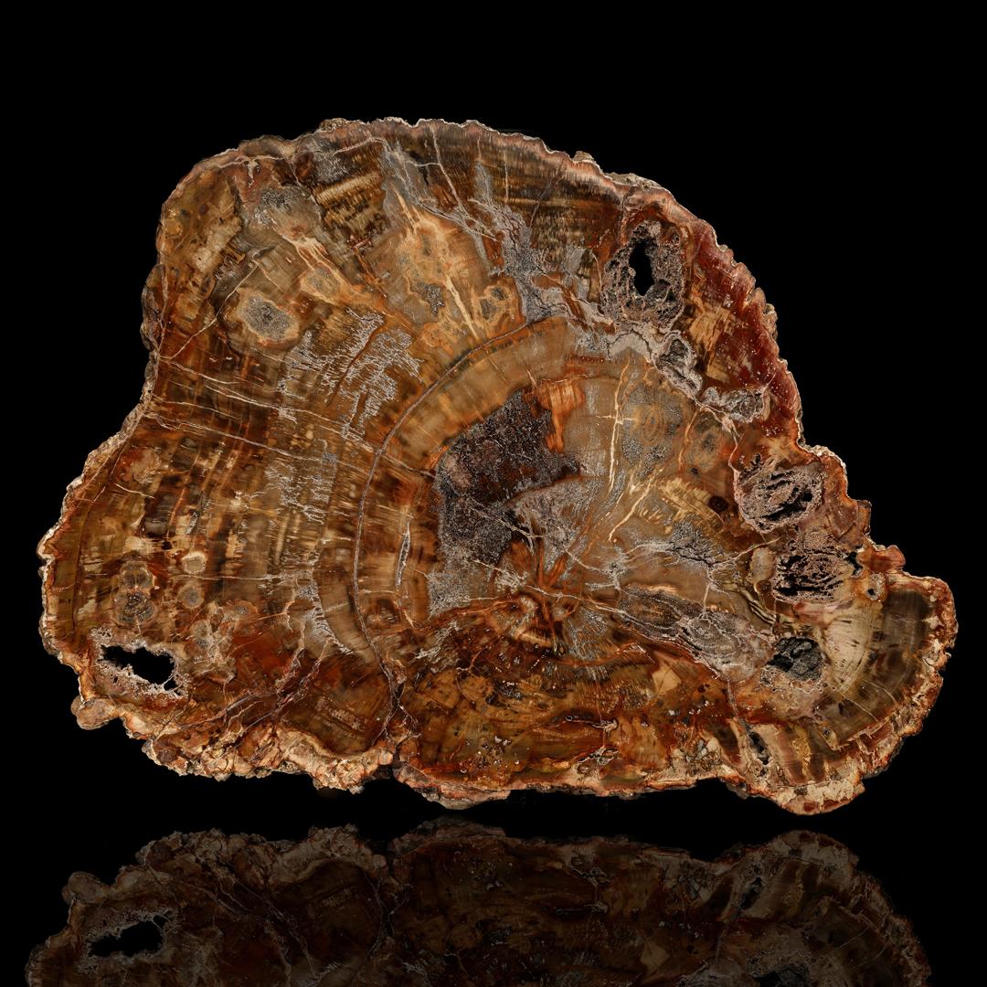 This large and dynamic slab of petrified wood is from the famous Petrified Forest National Park in Arizona. Over millions of years, fallen trees – buried beneath layers of sediment, halting the process of decay – are transformed from wood to stone