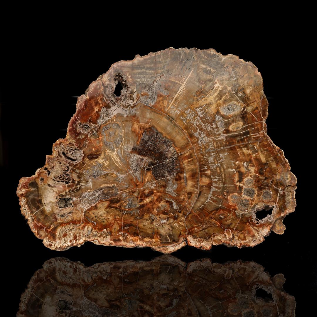 Poli labre en bois pétrifié de l'Arizona // 161/2 po à travers // 225 millions d'années