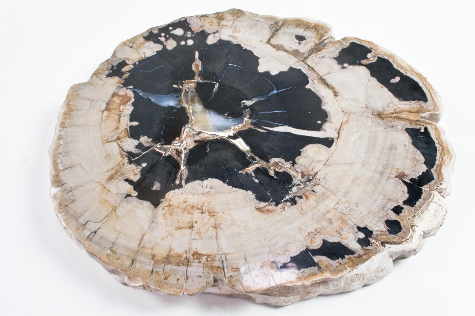 Hand picked petrified wood slice or tabletop in off white and black, smooth sanded and polished. The object still holds the organic and typically wooden tissue and carvings. 

Petrified wood is perfect as a cocktail table, side table or as a