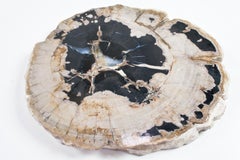Petrified Wood Slate Slice or Tabletop Polished