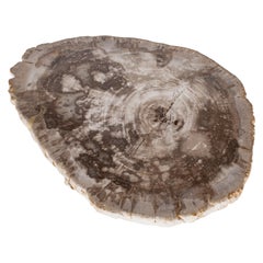 Petrified Wood Slice Charger