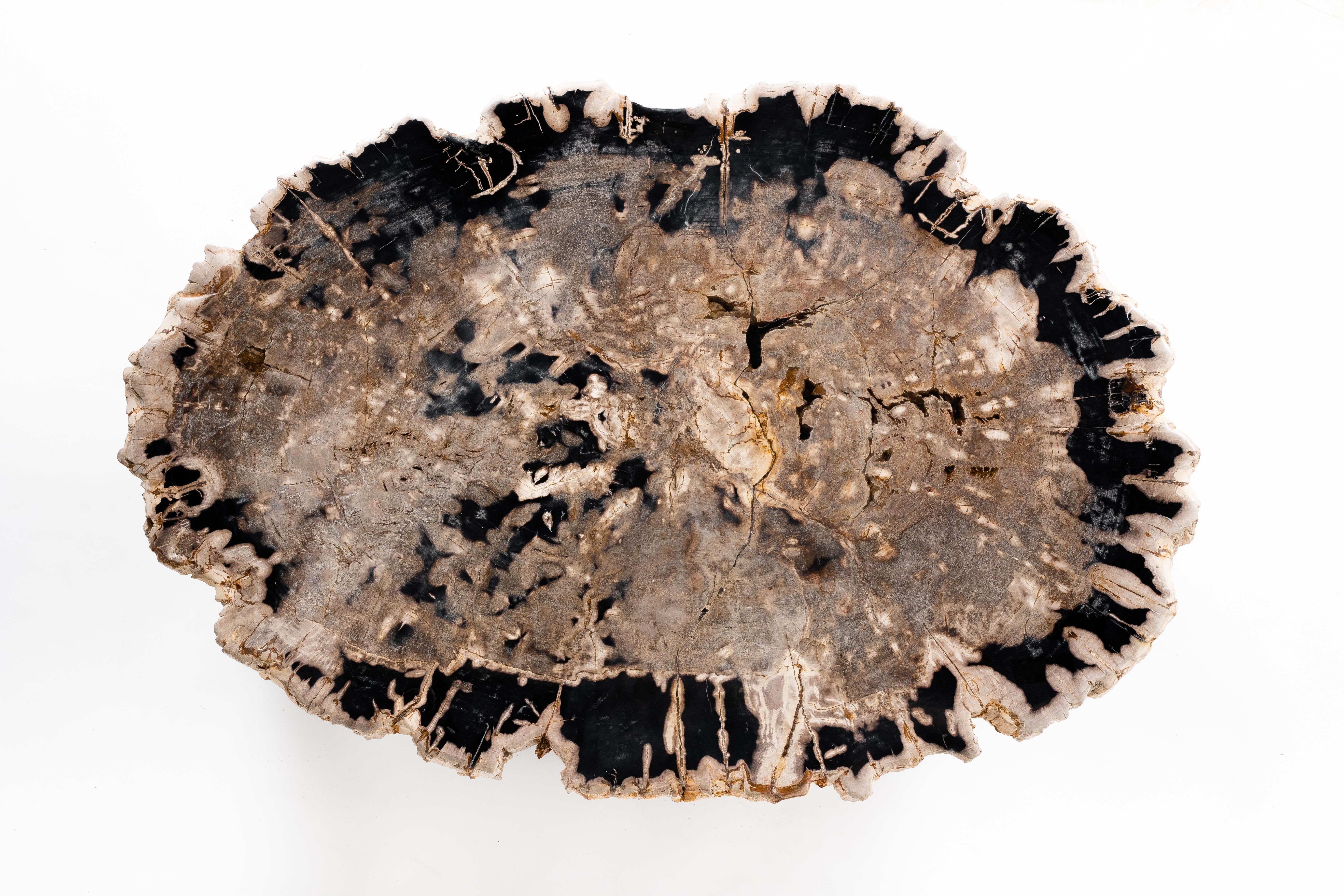 Patinated Petrified Wood Slice on Patina Steel Base 