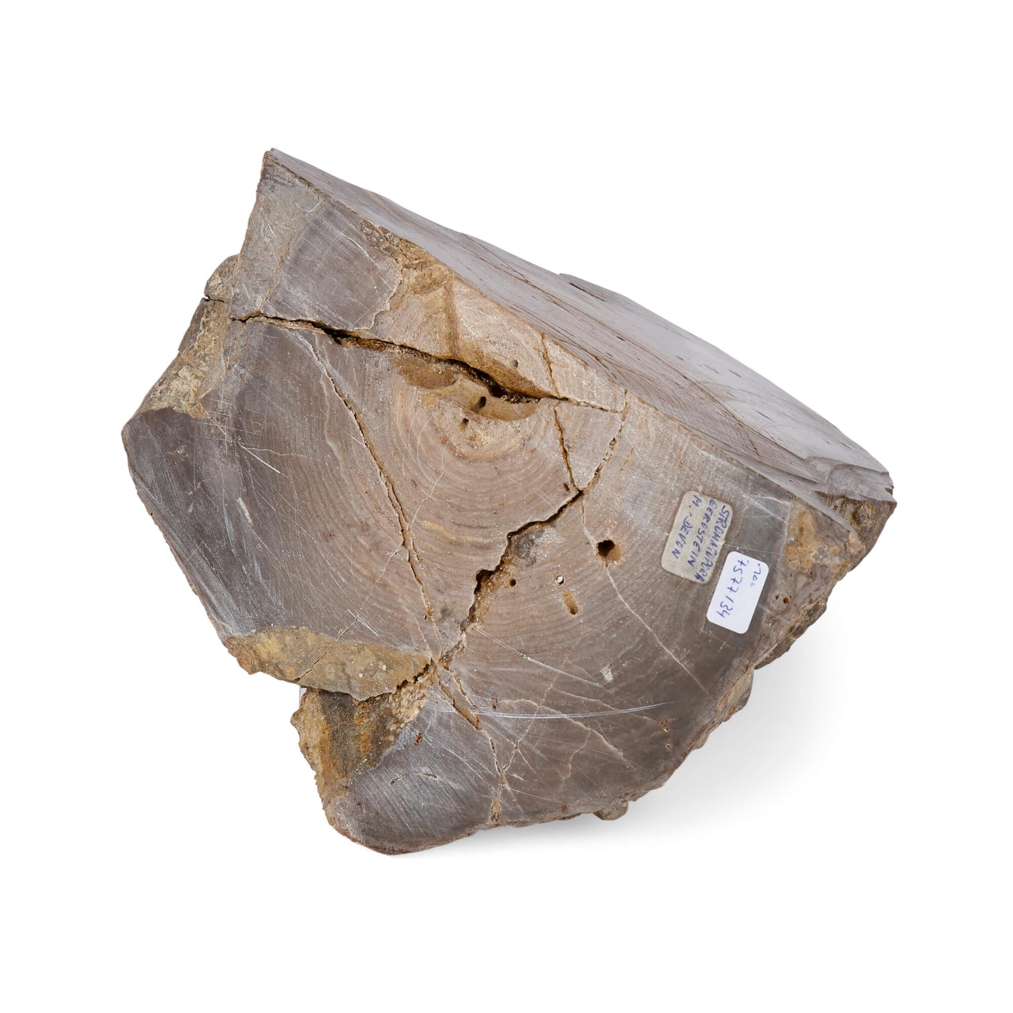 Versteinertes Holzexemplar und Amethyst-Geode im Angebot 3