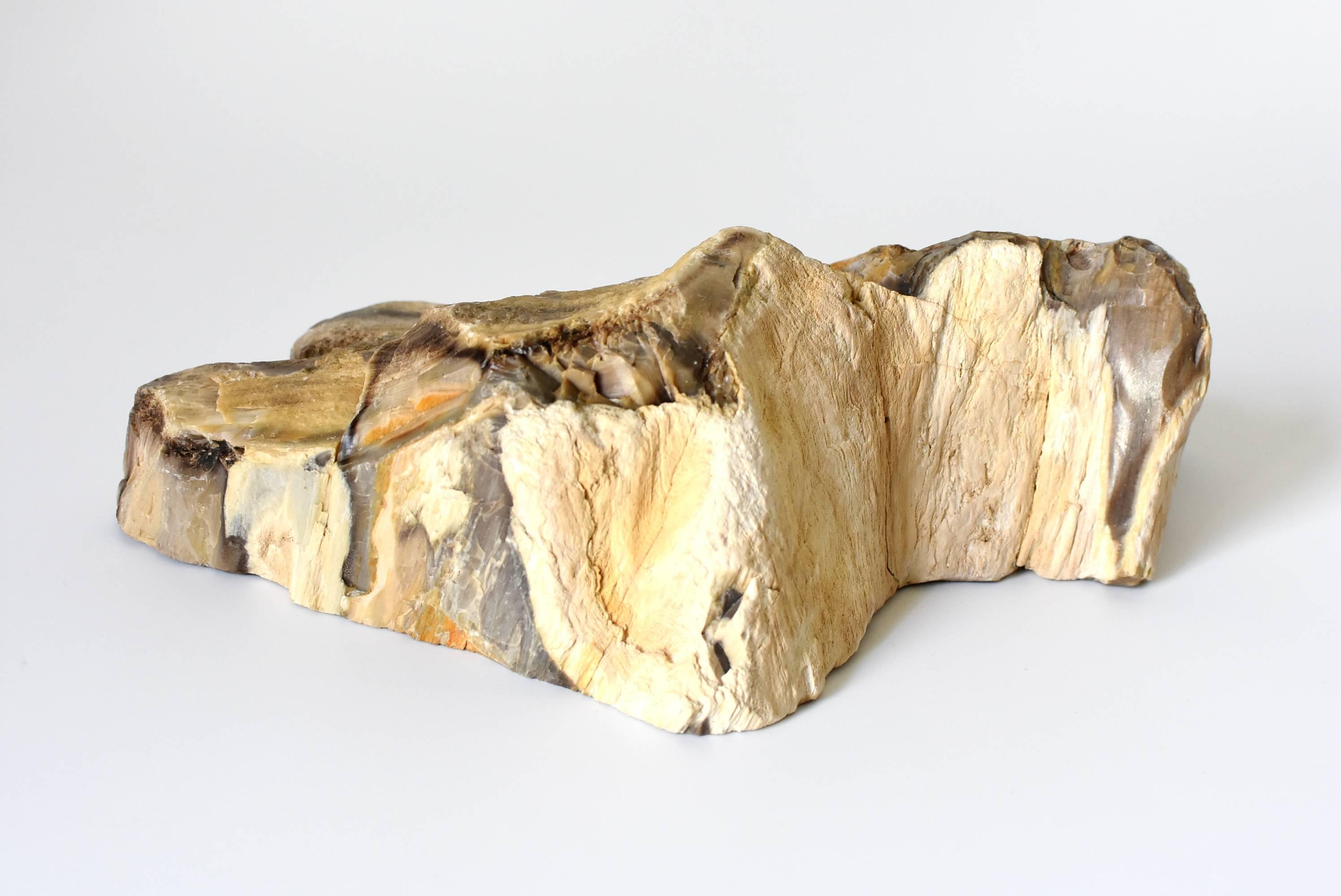 Specimen di Wood pietrificato in vendita 4