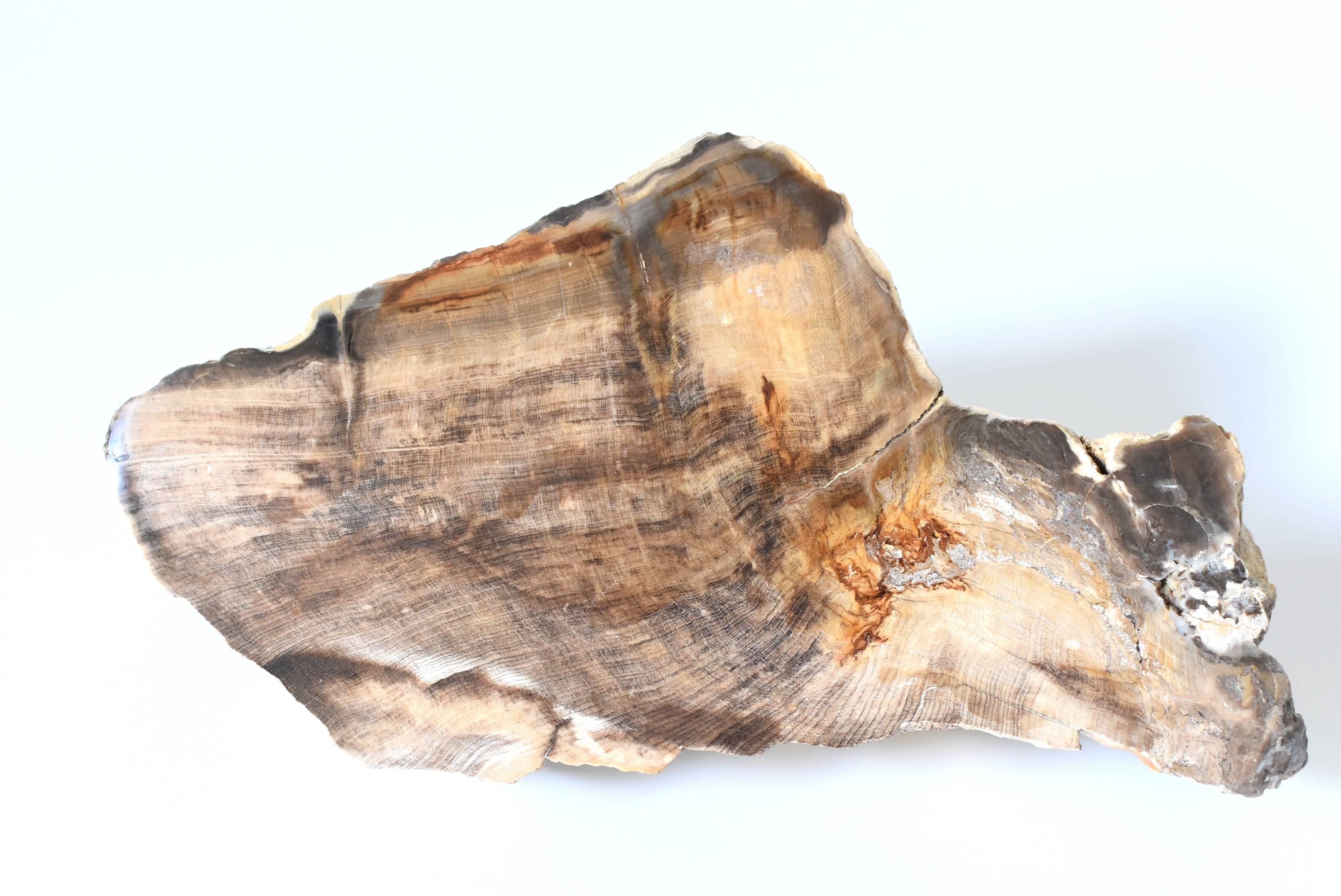 Specimen di Wood pietrificato in vendita 7