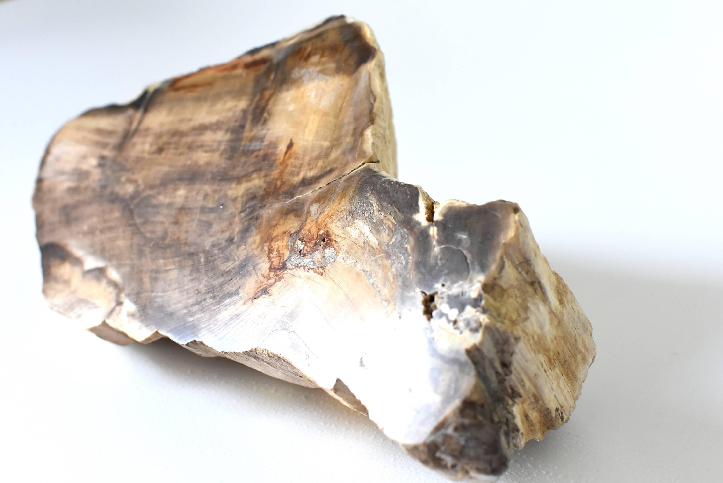 Petrified Wood Specimen For Sale 6