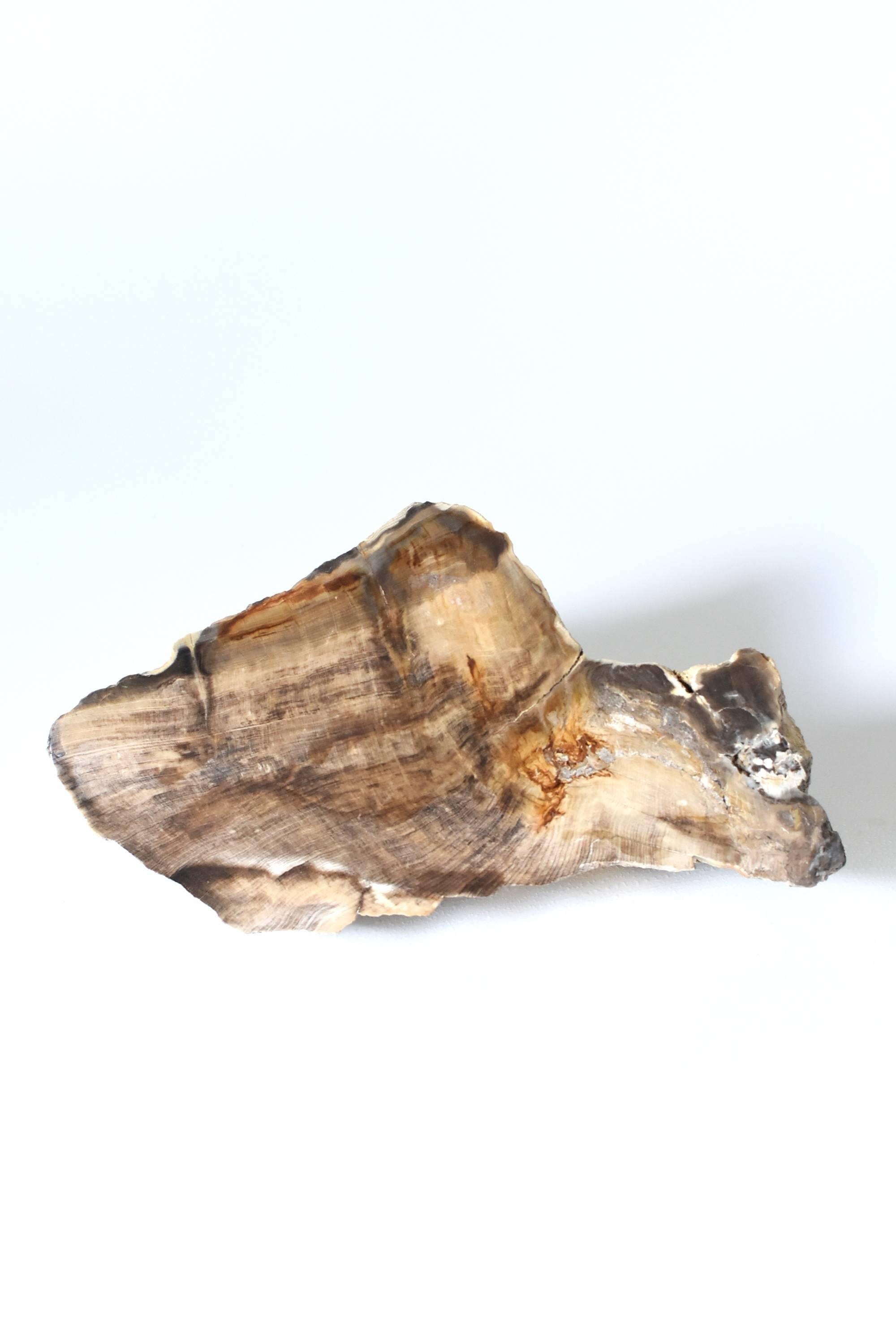 Petrified Wood Specimen For Sale 7