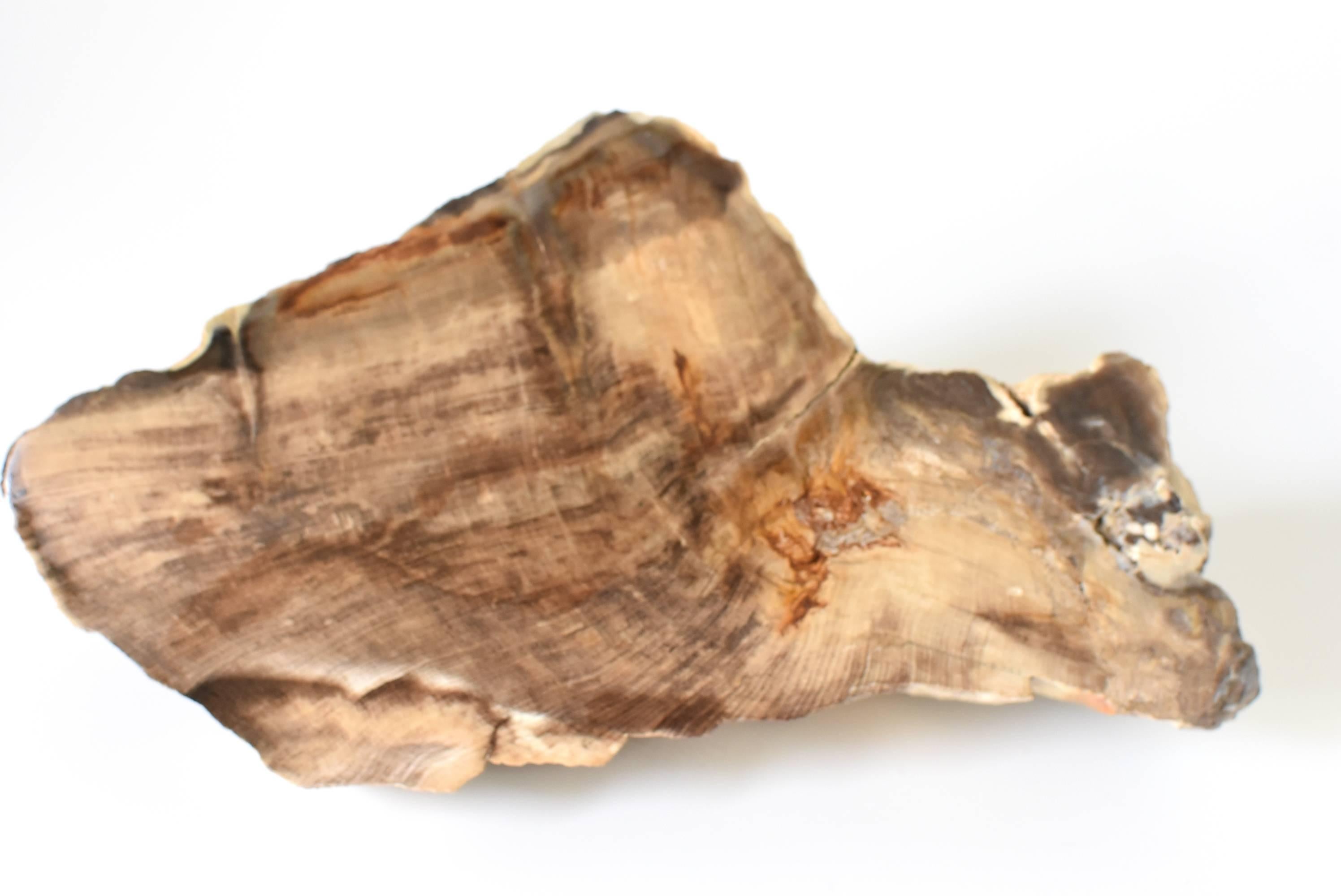 A fantastic petrified wood specimen. Original petrified bark on one side, polished interior of tree on the other. All original. 3 lb.