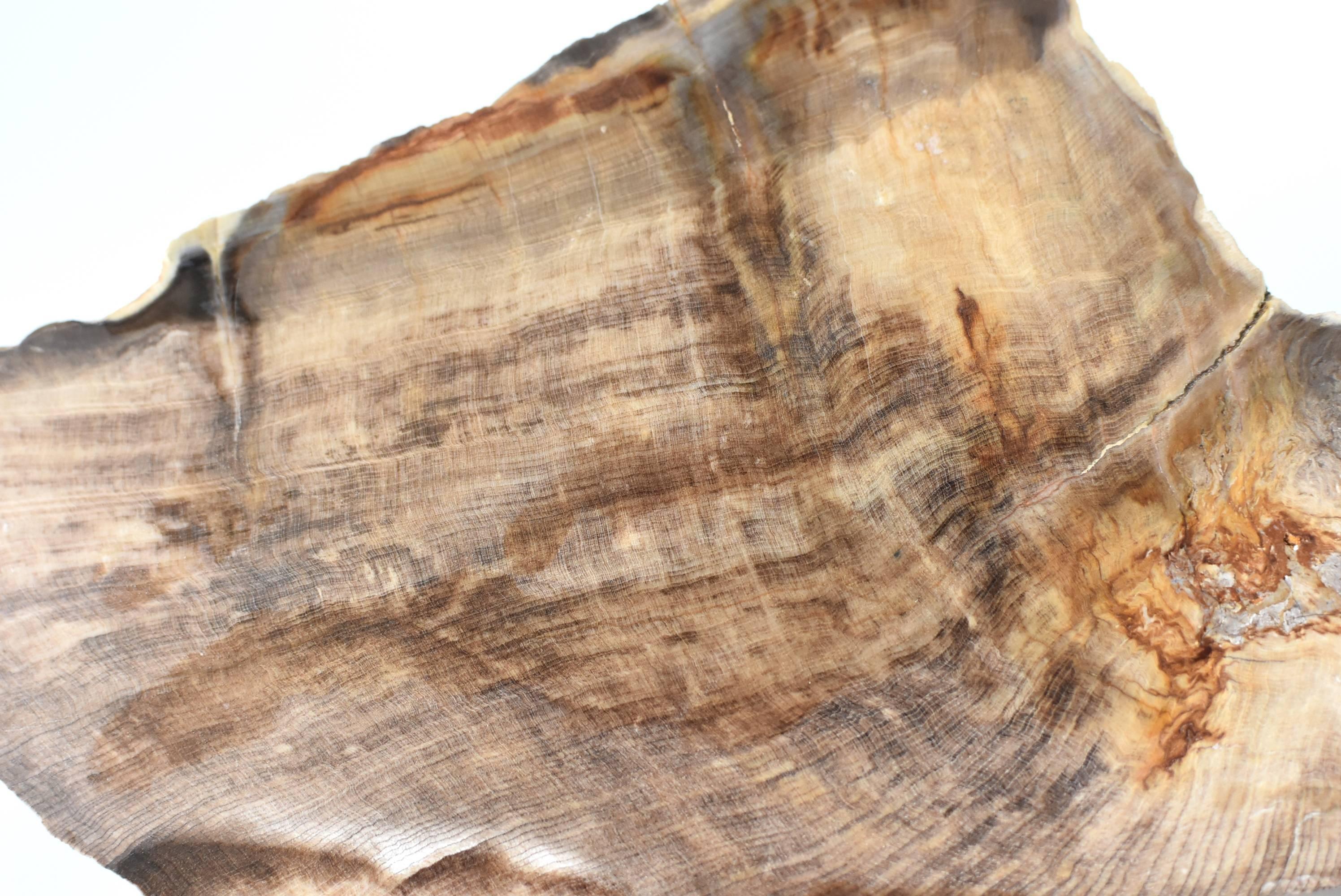 Specimen di Wood pietrificato In condizioni buone in vendita a Somis, CA